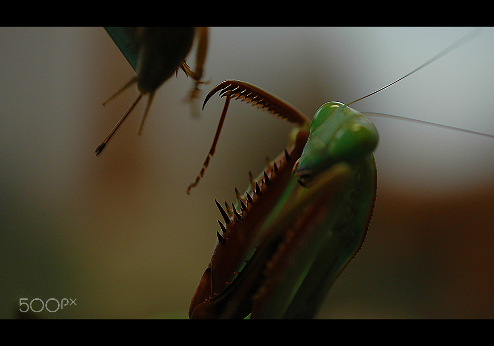 Nikon D70 sample photo. Greensensation photography