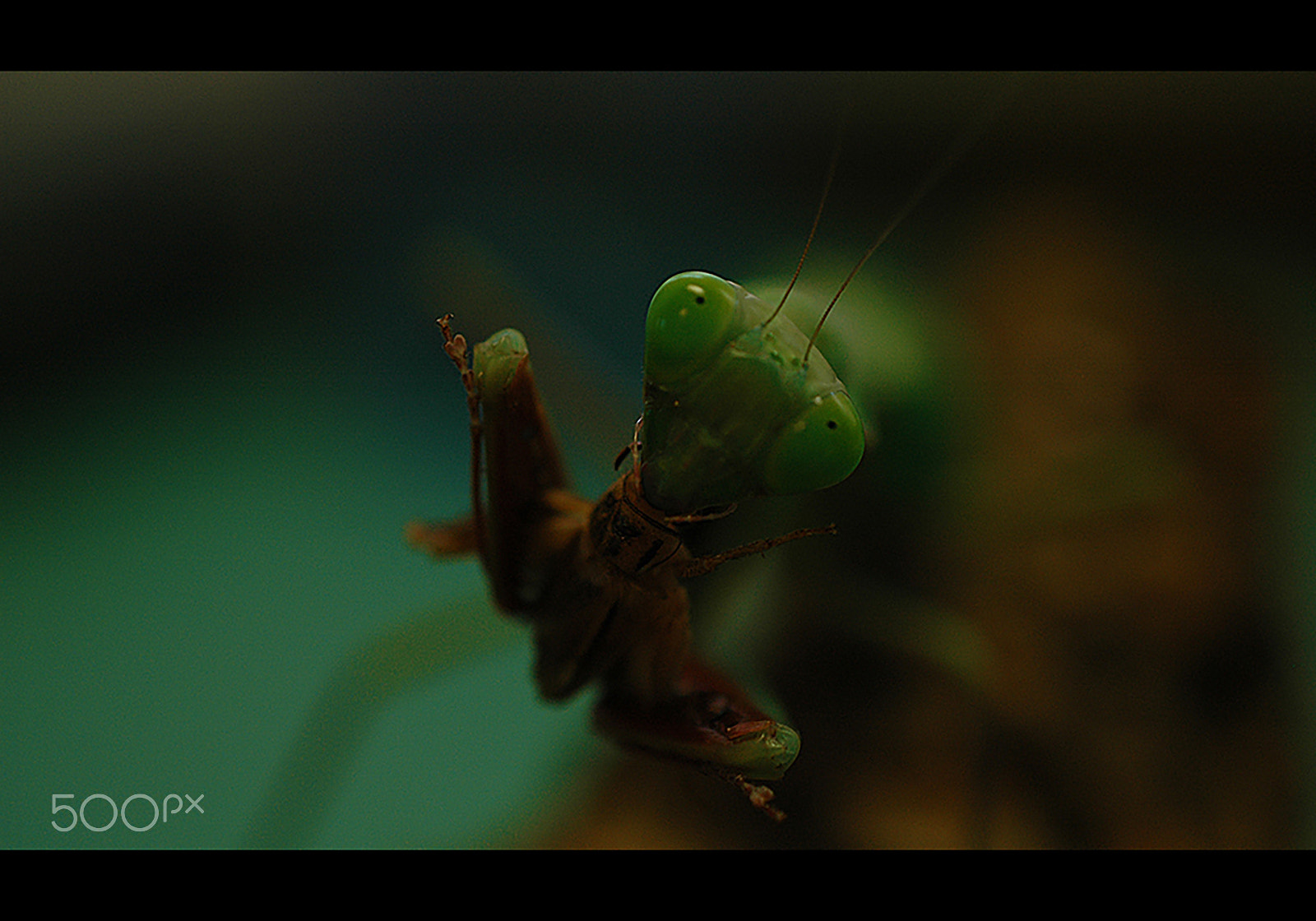 Nikon D70 sample photo. Greensensation photography