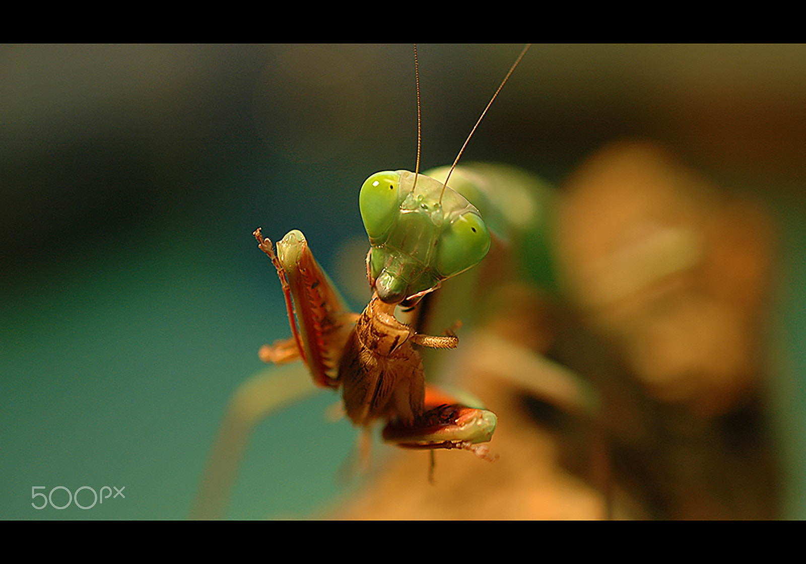 Nikon D70 sample photo. Greensensation photography