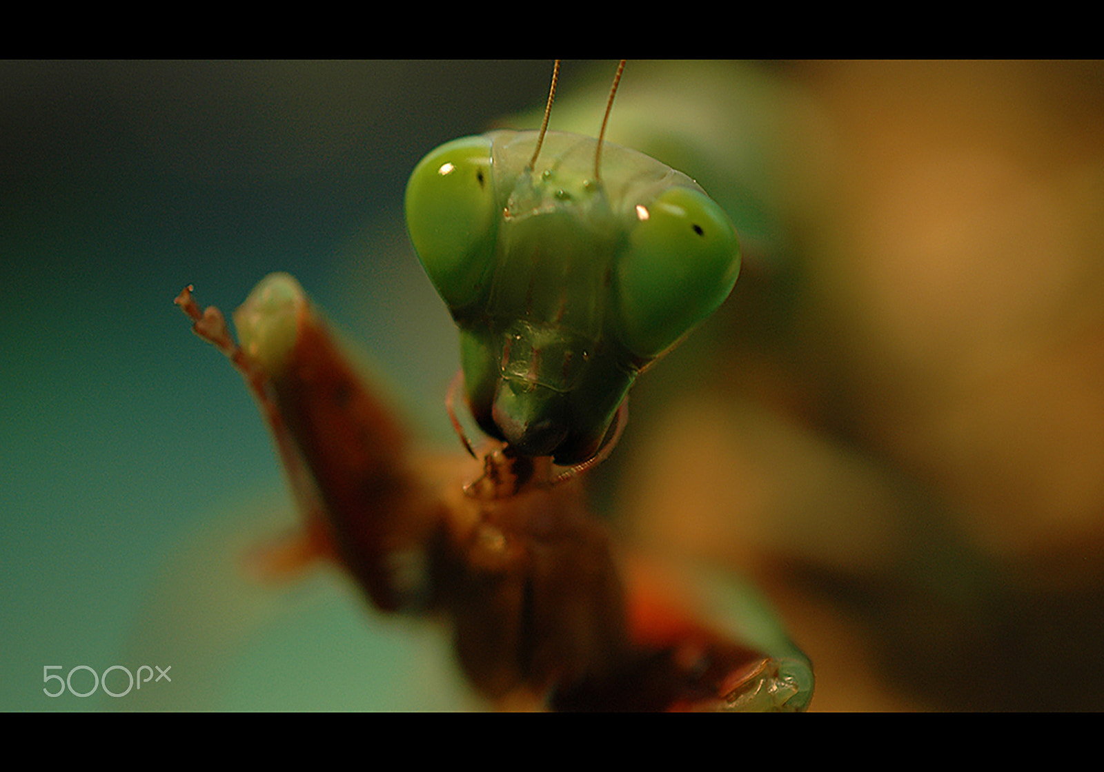 Nikon D70 sample photo. Greengirls photography