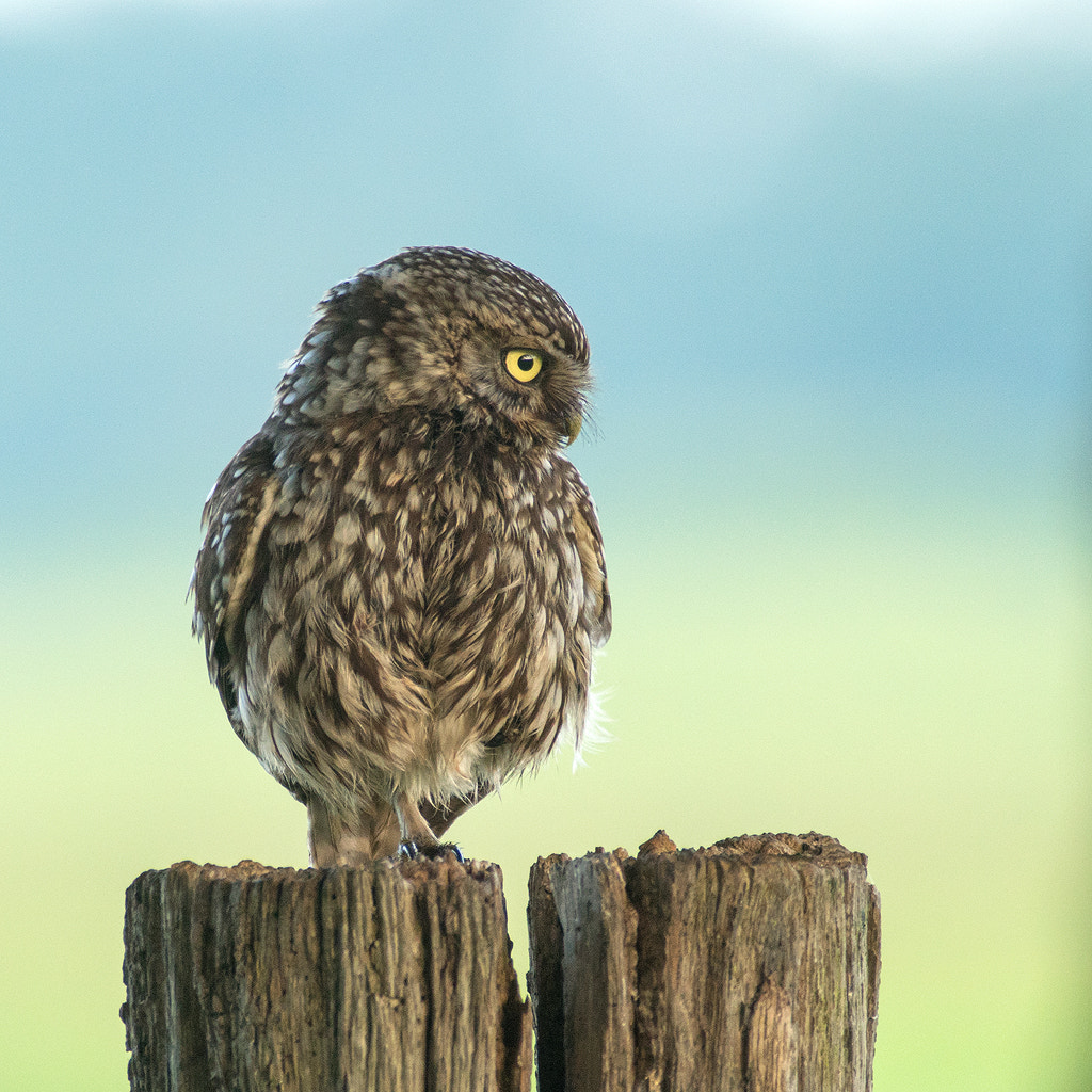 Sony a6300 + Minolta AF 400mm F4.5 HS-APO G sample photo. Little owl photography