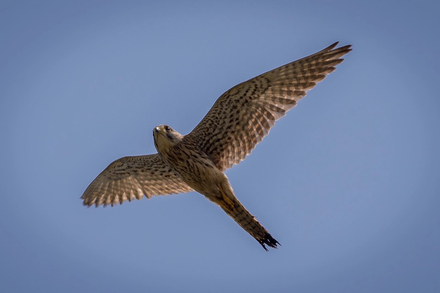 Canon EOS 7D Mark II + Canon EF 400mm F5.6L USM sample photo. Kestrel in flight photography