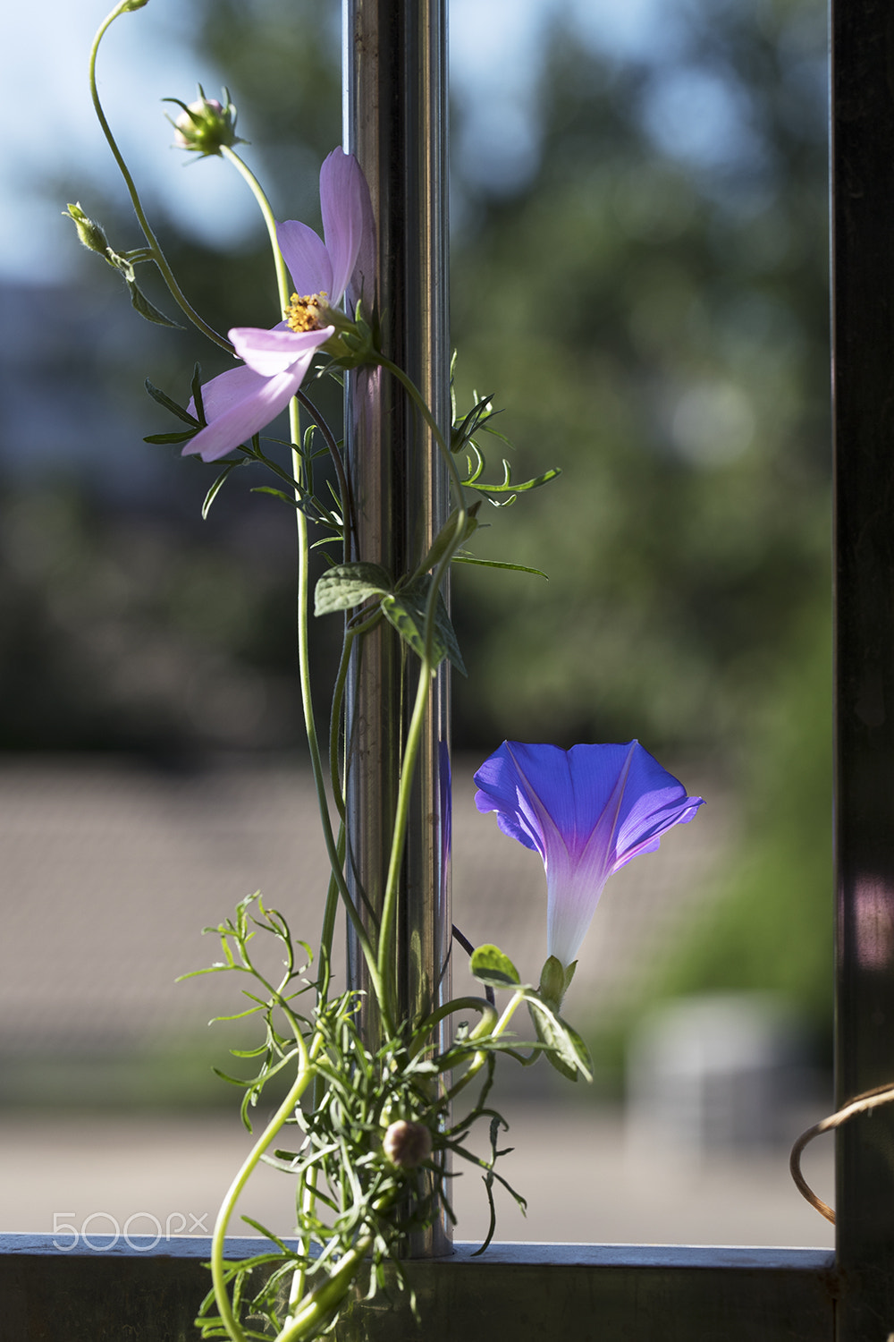 Canon EF 100mm F2.8L Macro IS USM sample photo. Ak5i0086-.jpg photography