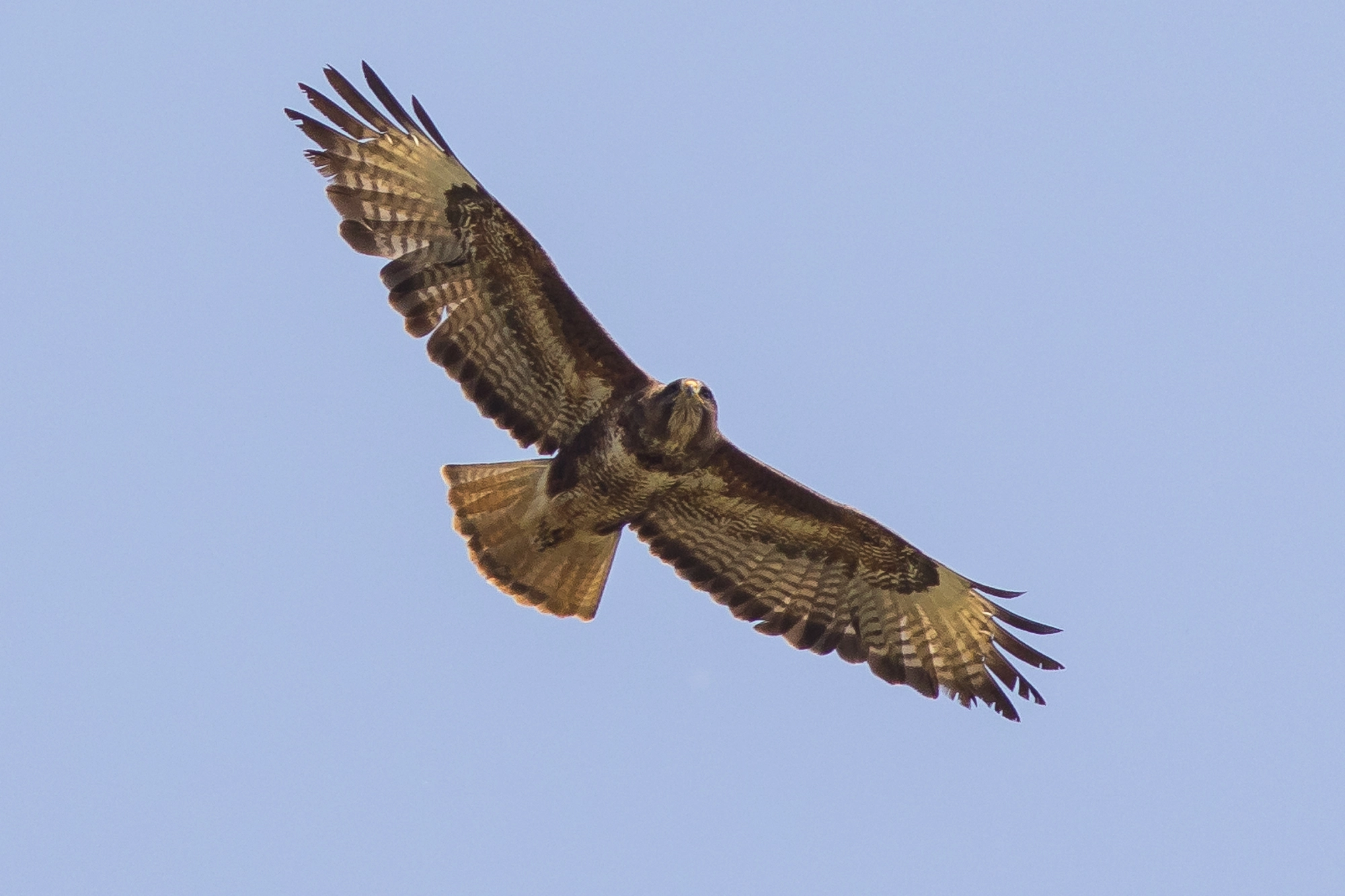 Canon EOS 7D Mark II + Canon EF 400mm F5.6L USM sample photo. Buzzard photography