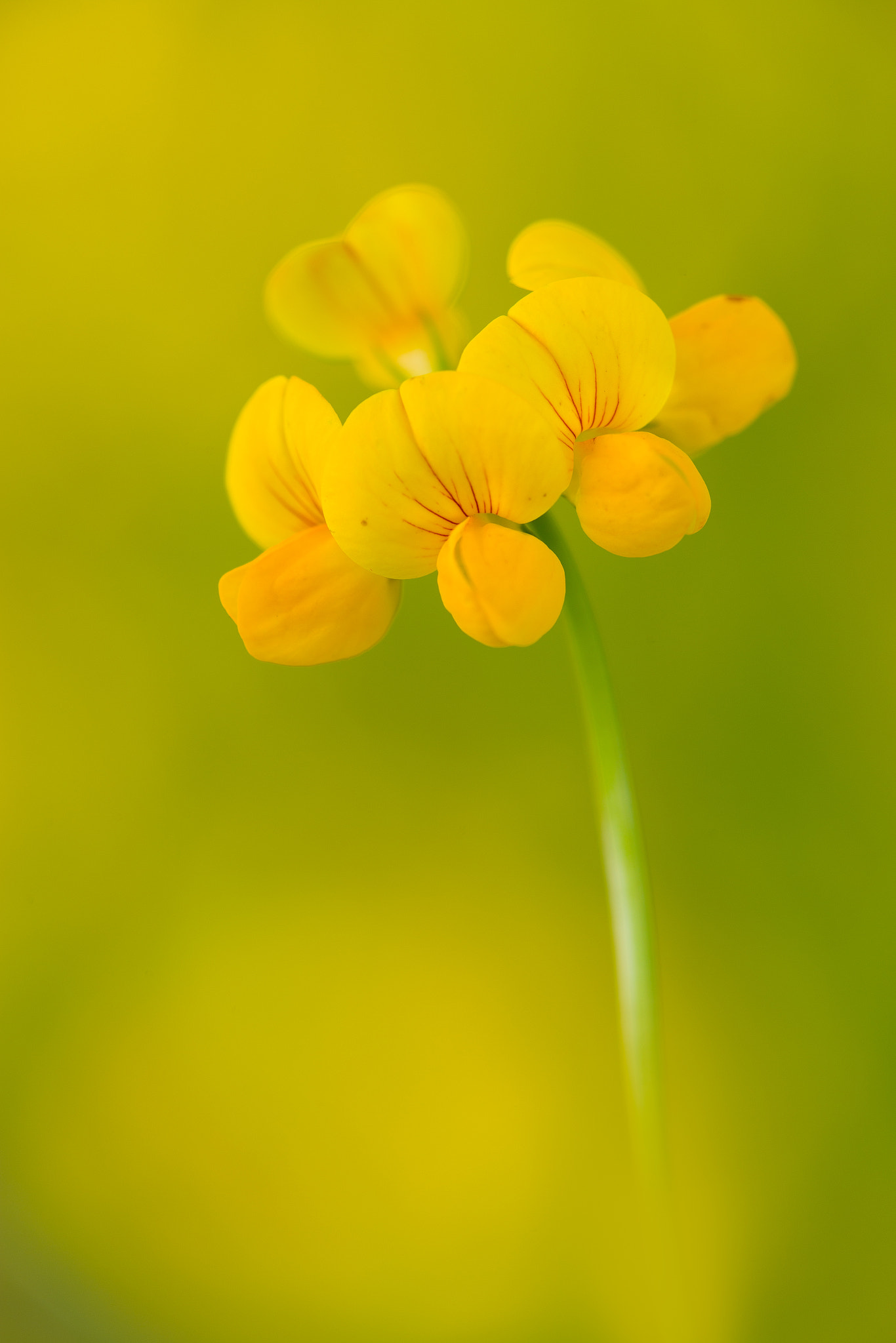 Canon EF 180mm F3.5L Macro USM sample photo. Lotus corniculatus flower photography