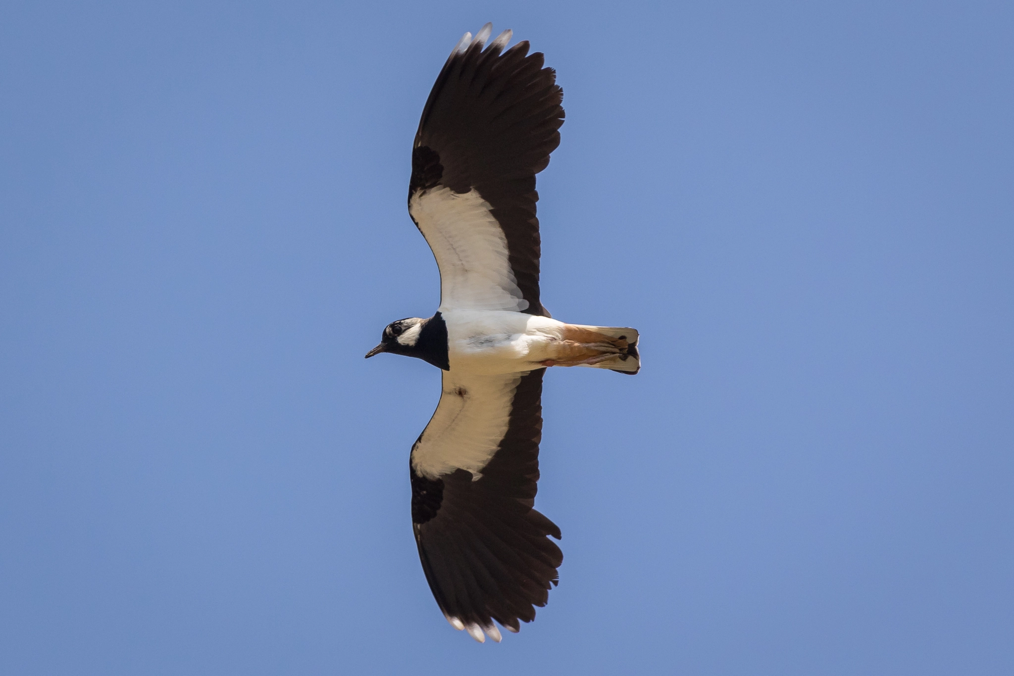 Canon EOS 7D Mark II + Canon EF 400mm F5.6L USM sample photo. Lapwing in flight photography
