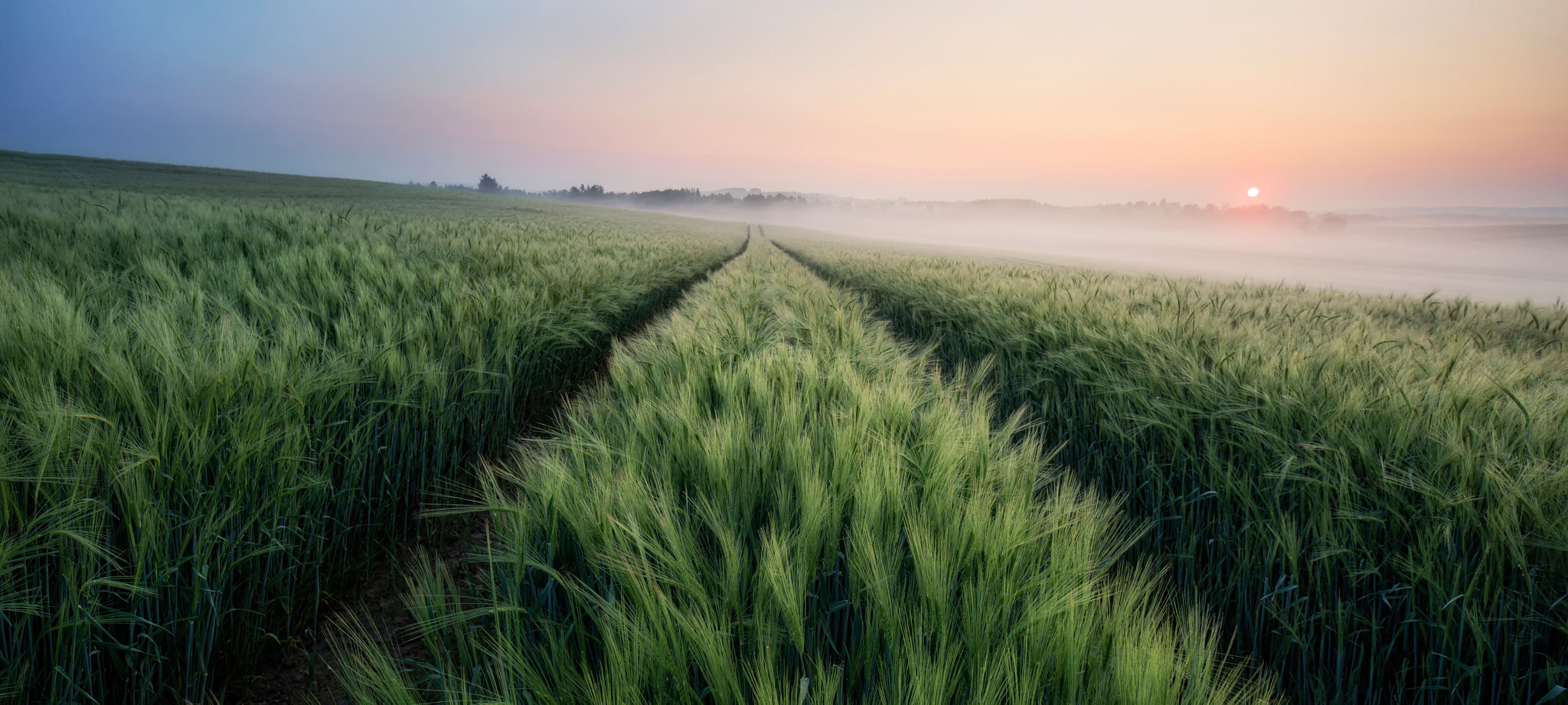 Canon TS-E 24.0mm f/3.5 L II sample photo. Where the fields are green photography