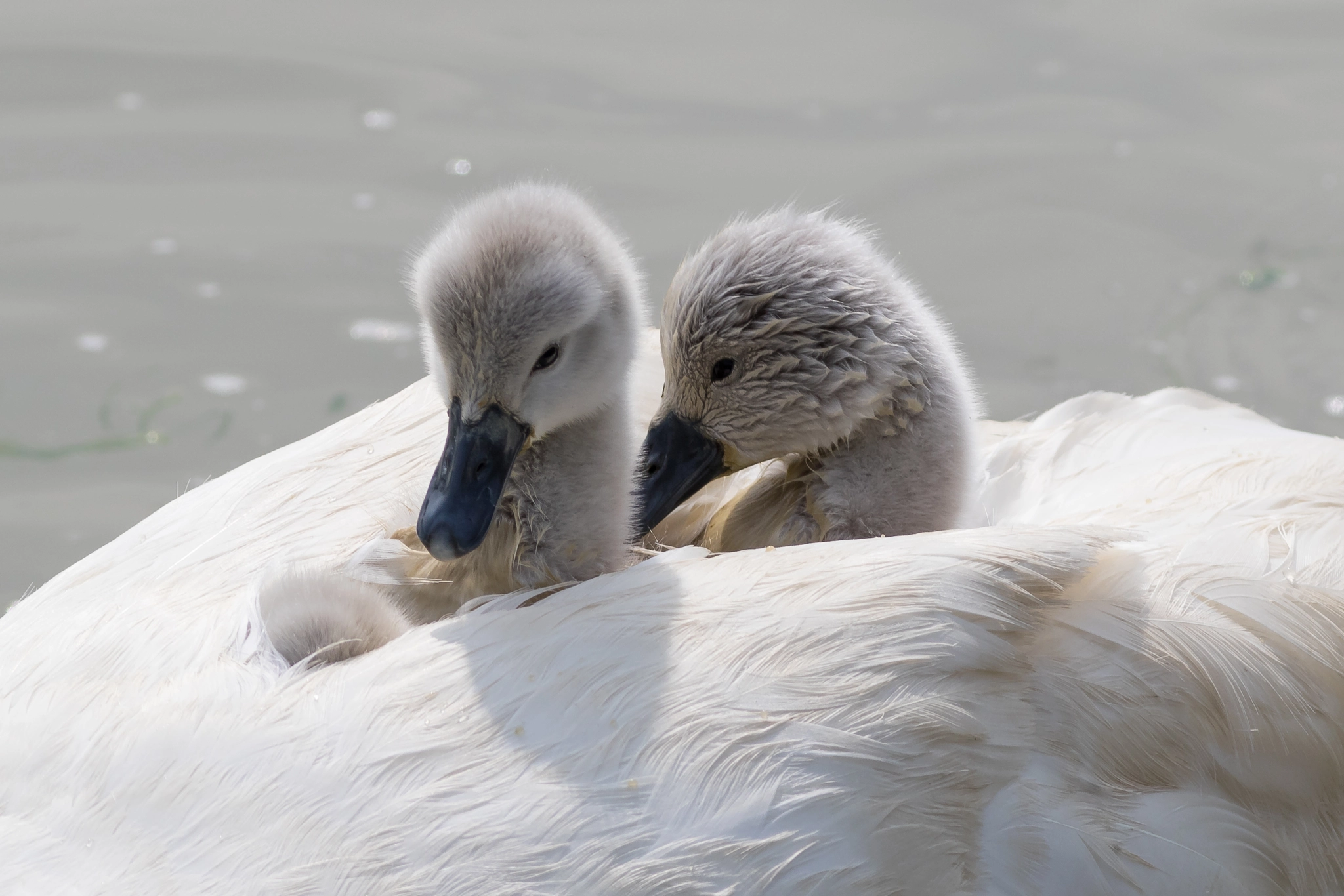 Canon EOS 7D Mark II + Canon EF 400mm F5.6L USM sample photo. Cygnets taking a ride photography