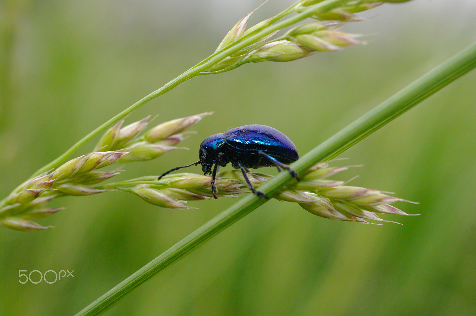 Pentax K20D + Pentax smc DA 35mm F2.8 Macro Limited sample photo. Beautiful beetle photography