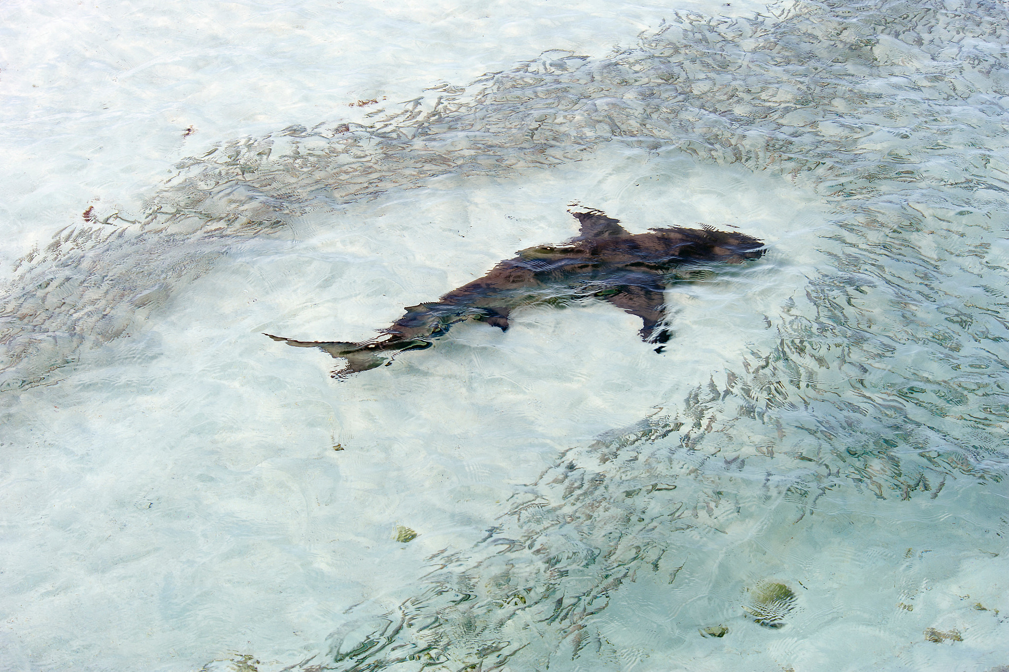 Nikon D3 sample photo. Shark and bait fish photography