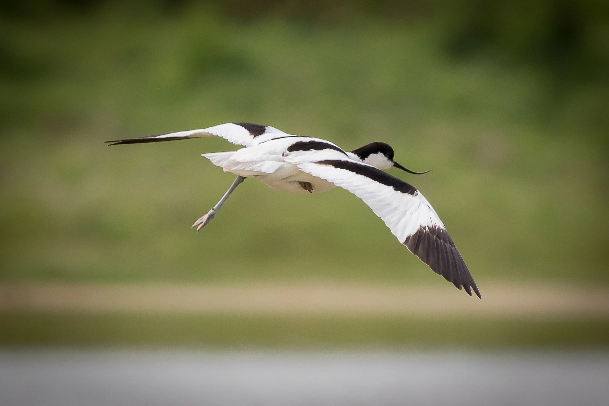 Canon EOS 7D Mark II + Canon EF 400mm F5.6L USM sample photo. Avocet in flight photography