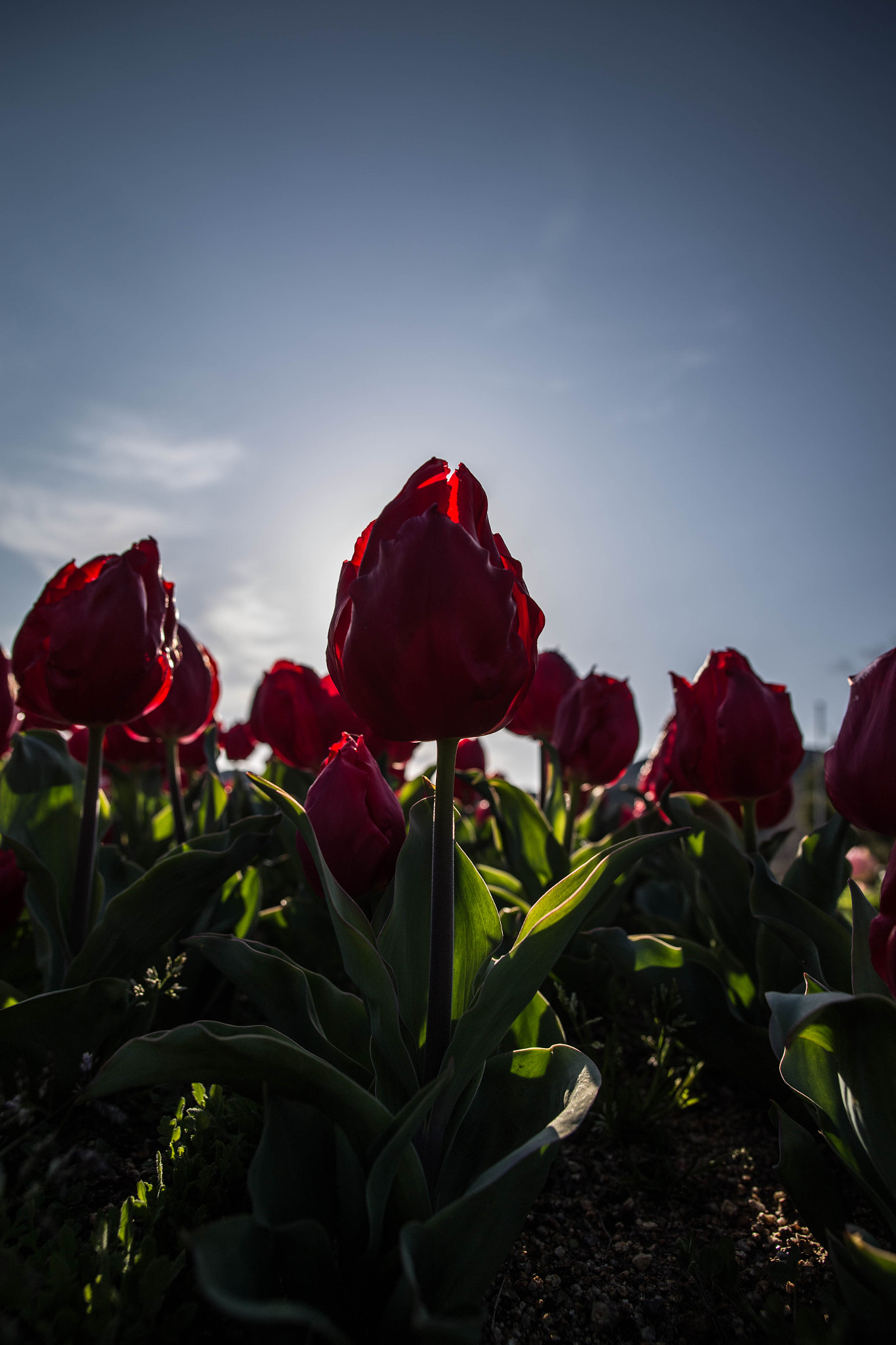 Canon EOS 6D + Sigma 20mm EX f/1.8 sample photo