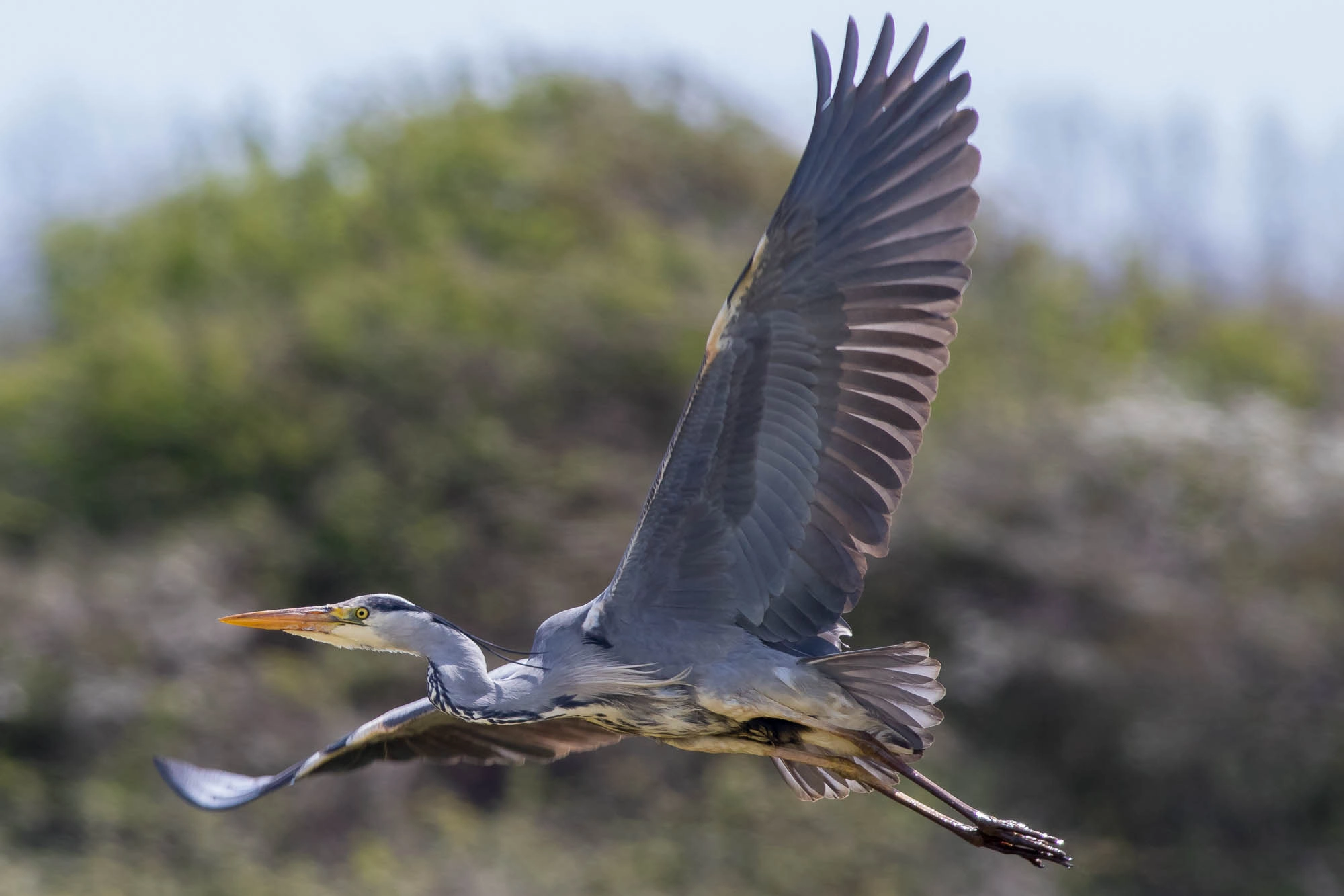 Canon EOS 7D Mark II + Canon EF 400mm F5.6L USM sample photo. Heron takes off photography