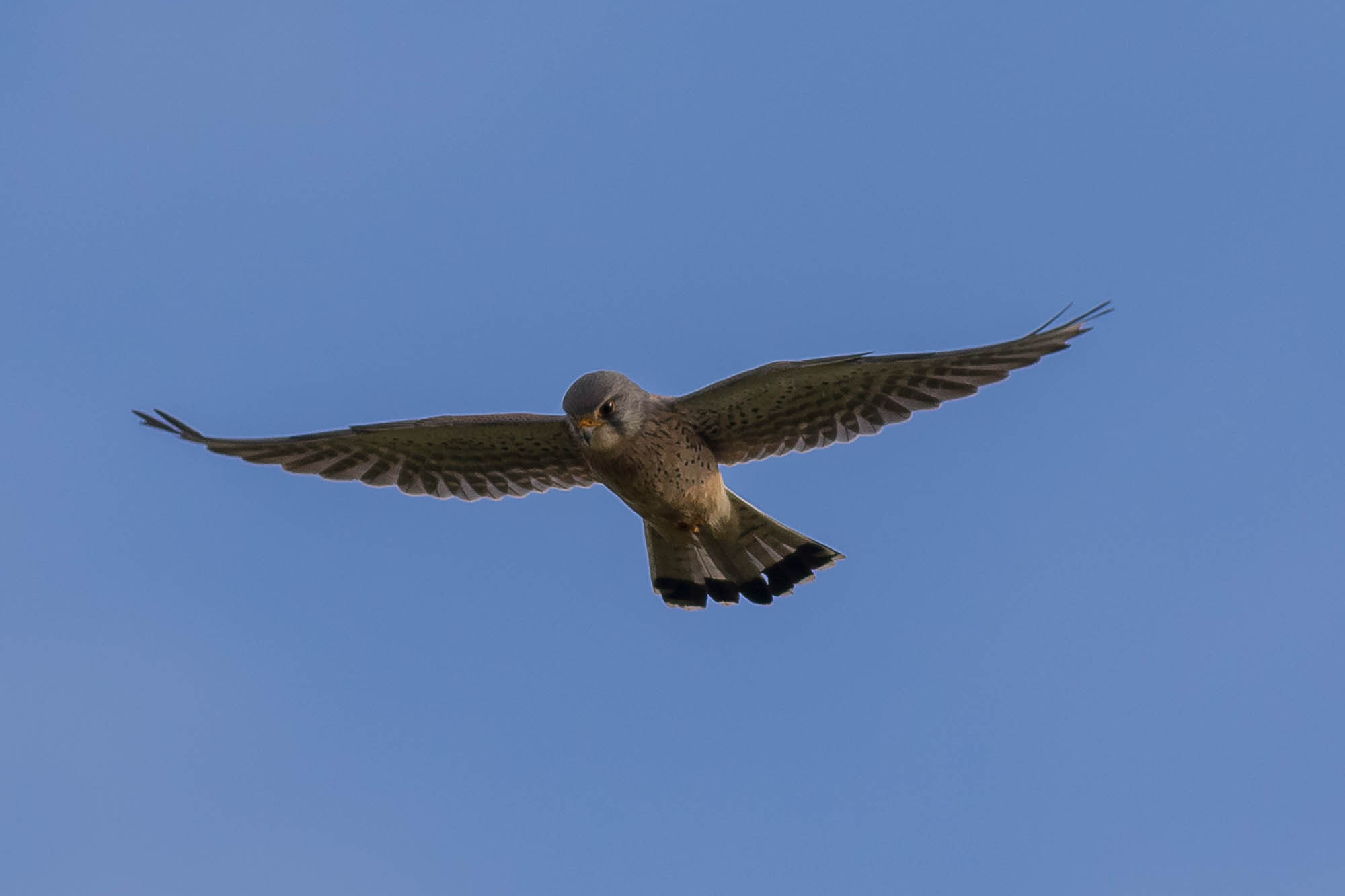 Canon EOS 7D Mark II + Canon EF 400mm F5.6L USM sample photo. Kestrel hovers photography