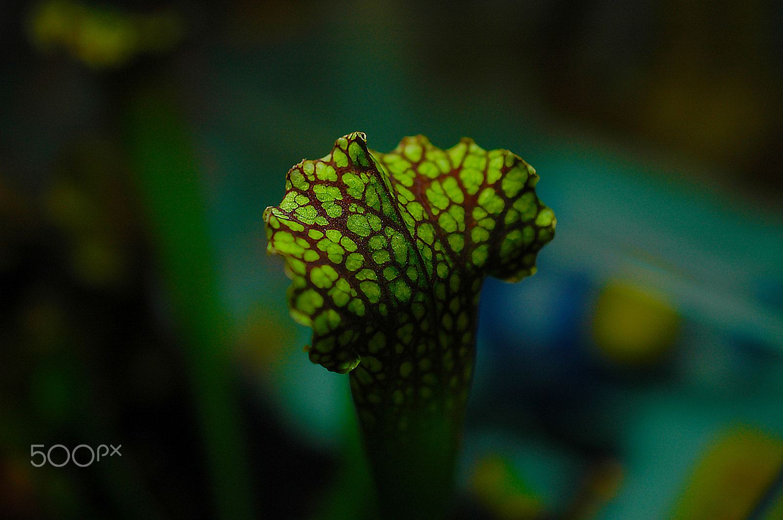Nikon D70 sample photo. Powernature photography