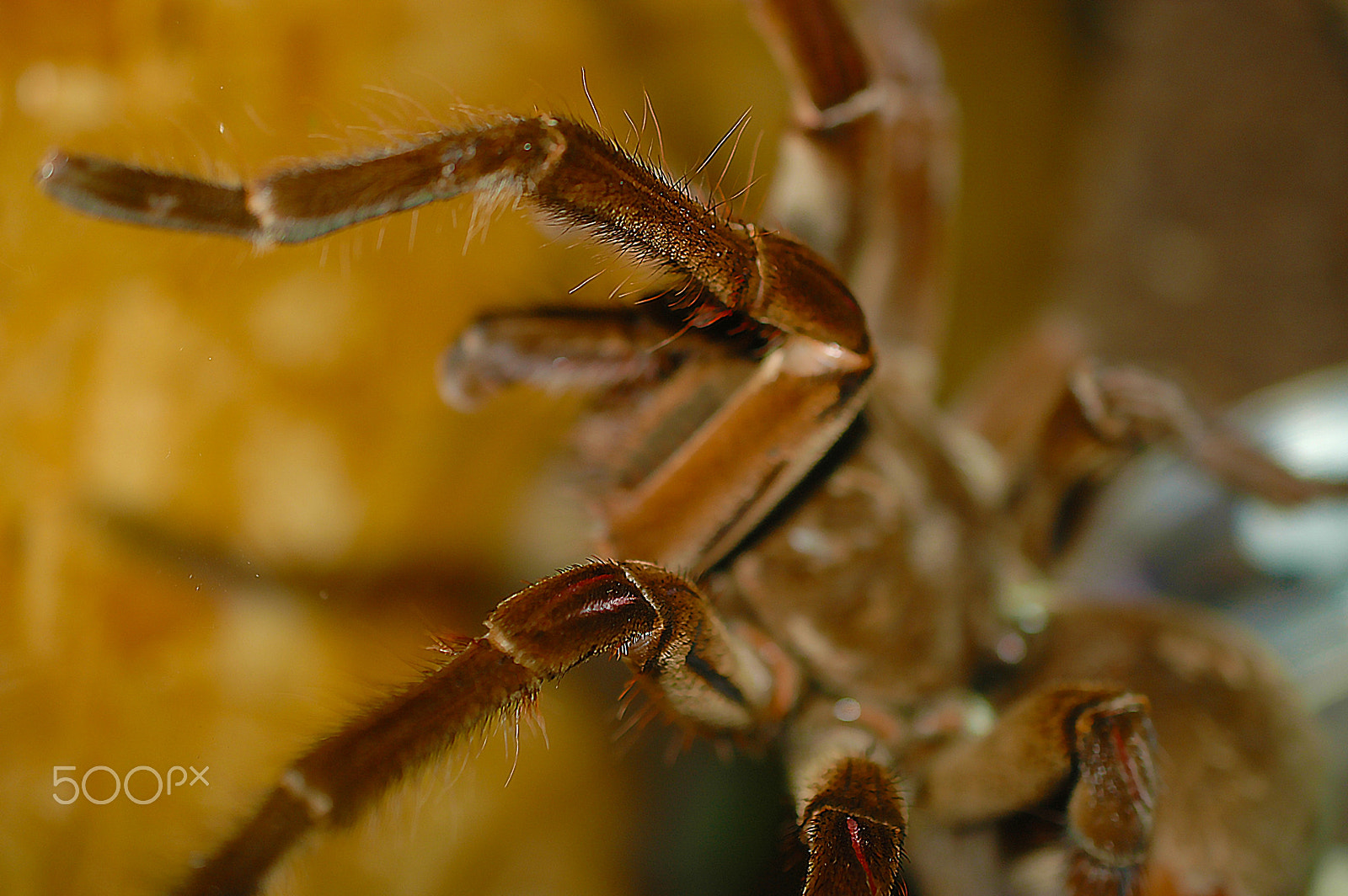 Nikon D70 sample photo. Powernature photography
