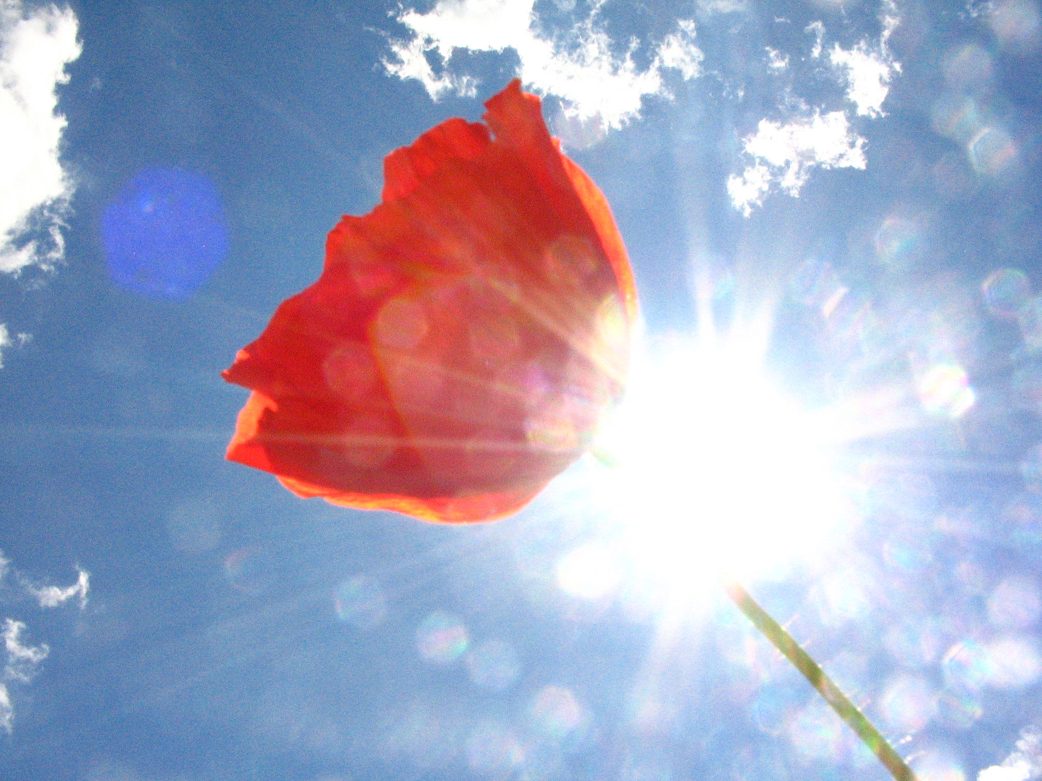 Canon POWERSHOT A85 sample photo. Poppy in the sky. photography