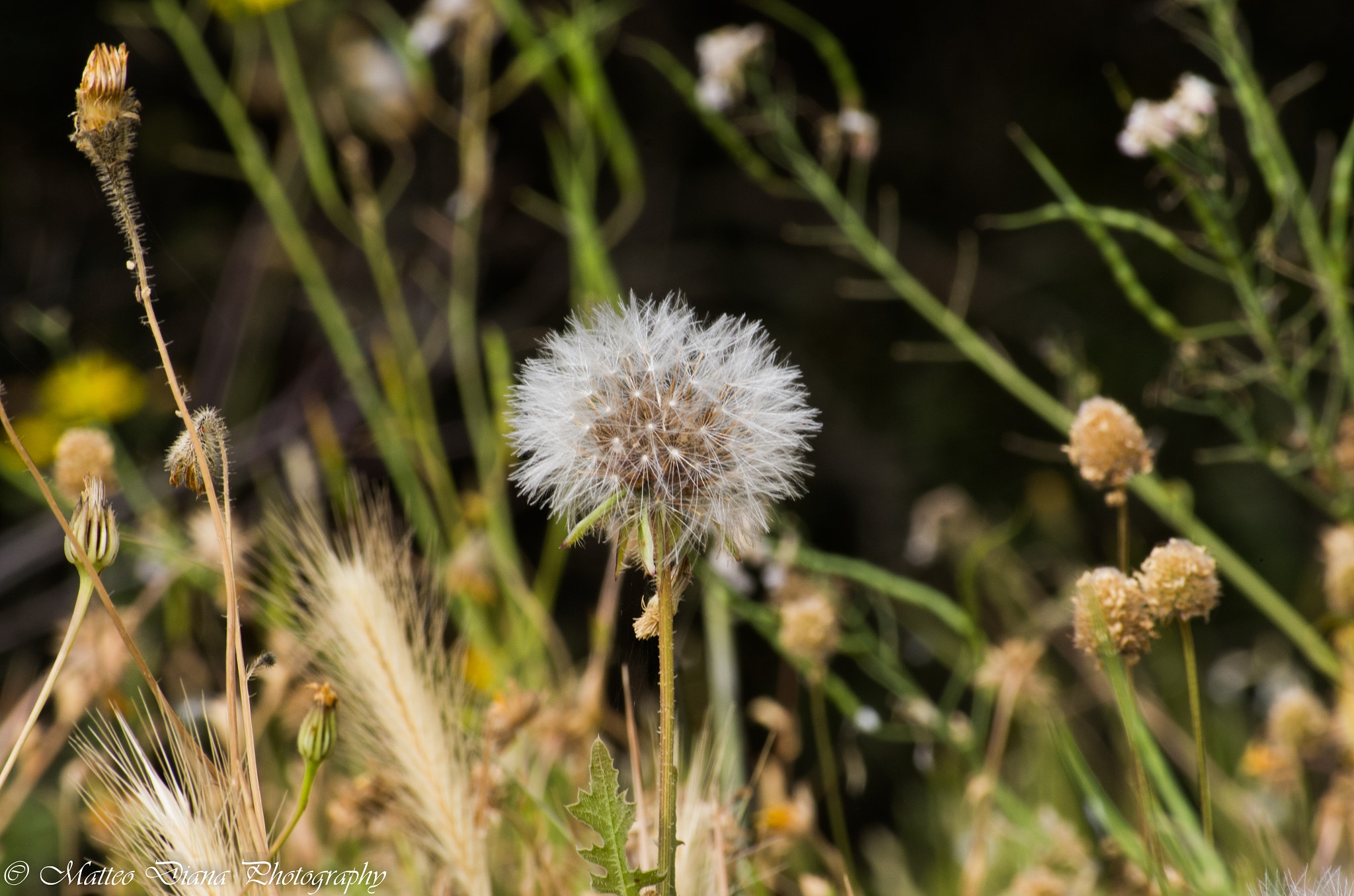 smc PENTAX-DA L 50-200mm F4-5.6 ED sample photo. _igp0695.jpg photography