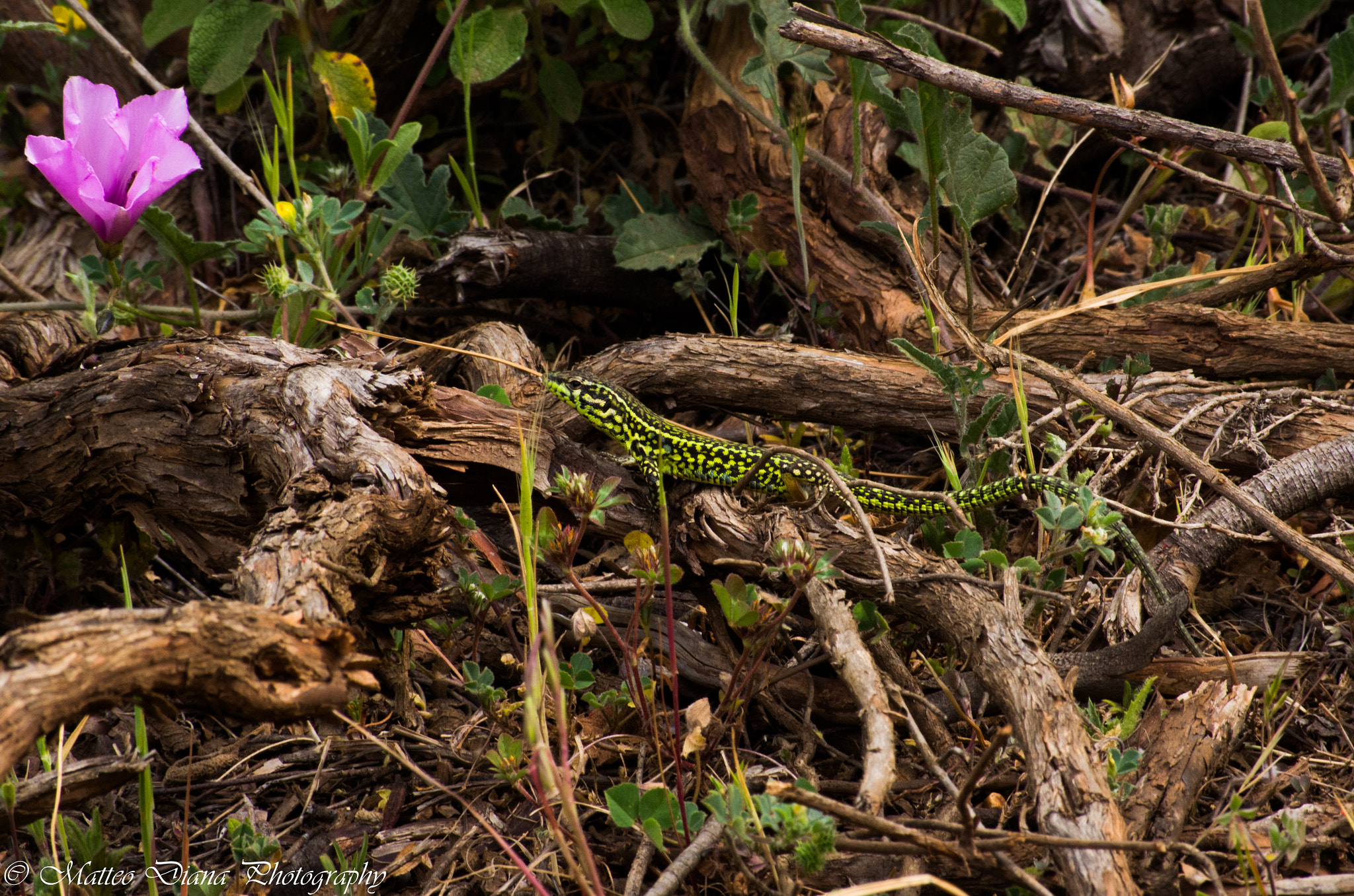 Pentax K-5 sample photo. _igp0677.jpg photography