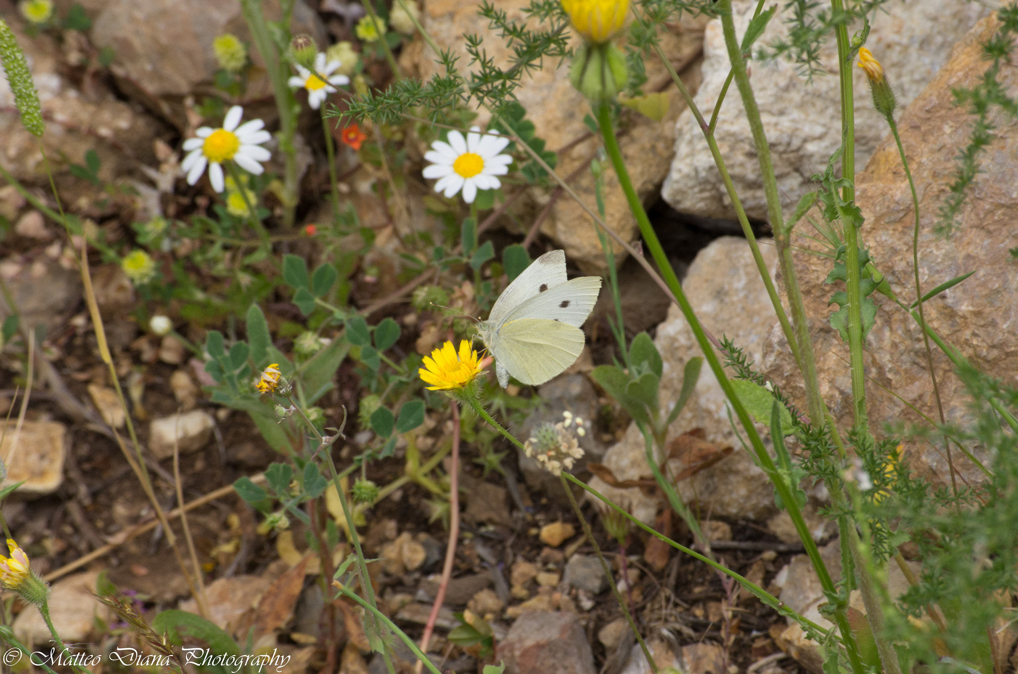 Pentax K-5 sample photo. _igp0684.jpg photography