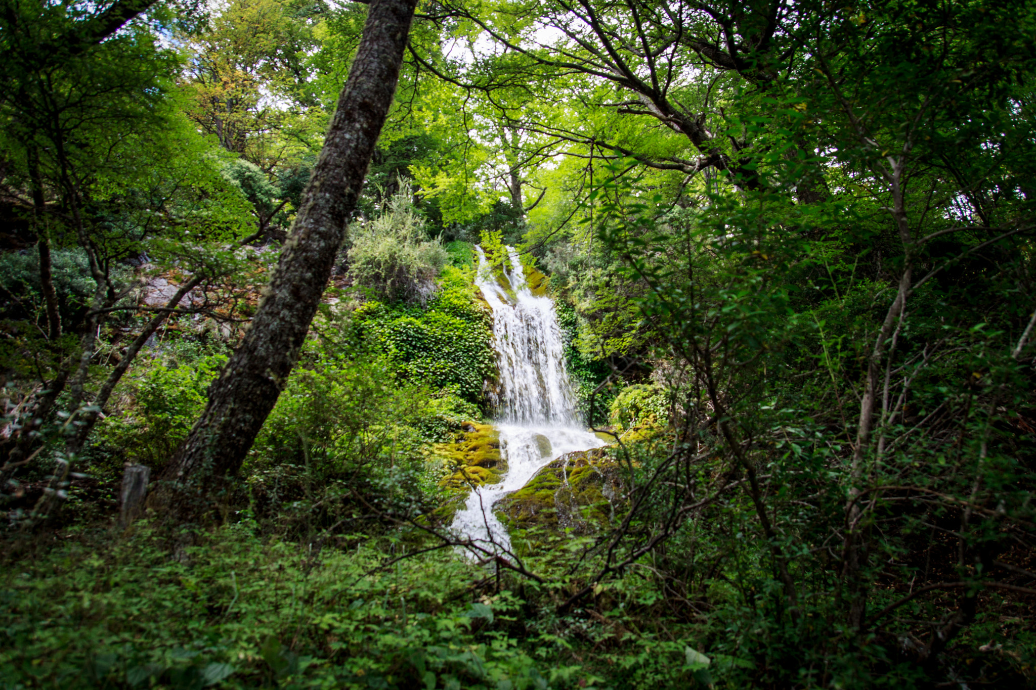 Tamron SP AF 17-50mm F2.8 XR Di II LD Aspherical (IF) sample photo. The forest photography
