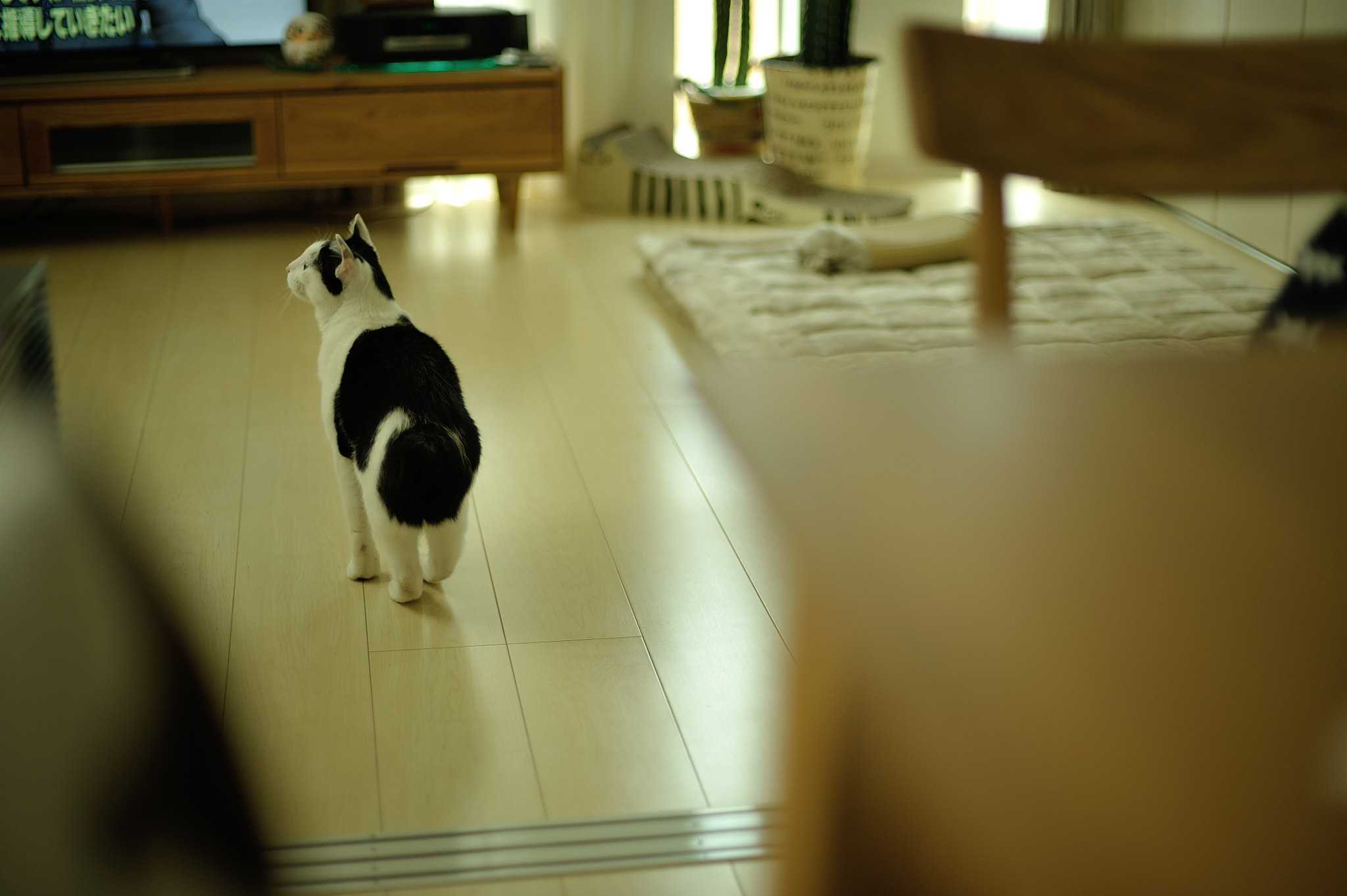 Nikon D700 + Voigtlander Nokton 58mm F1.4 SLII sample photo. A day photography