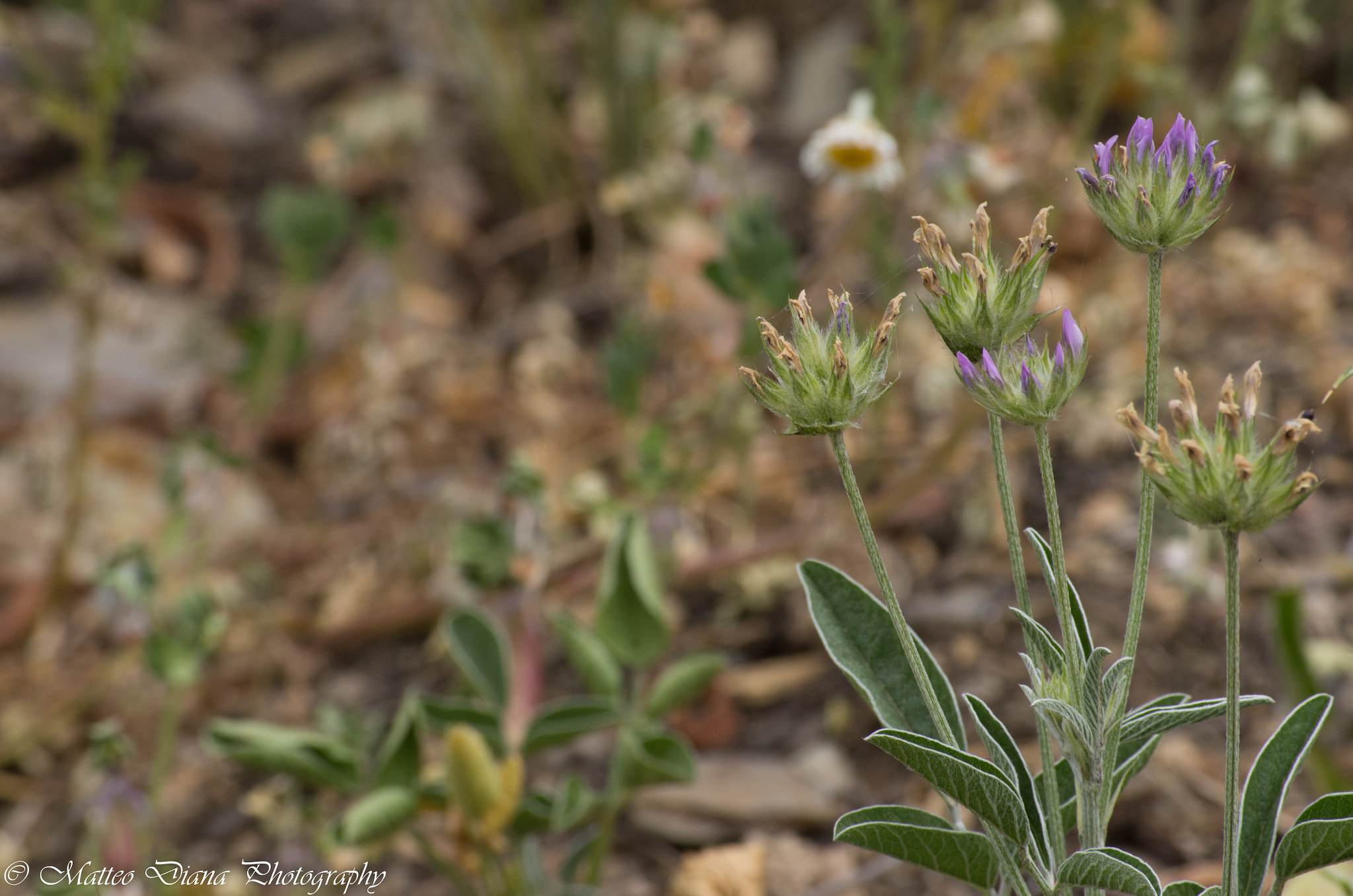 Pentax K-5 sample photo. _igp0698.jpg photography