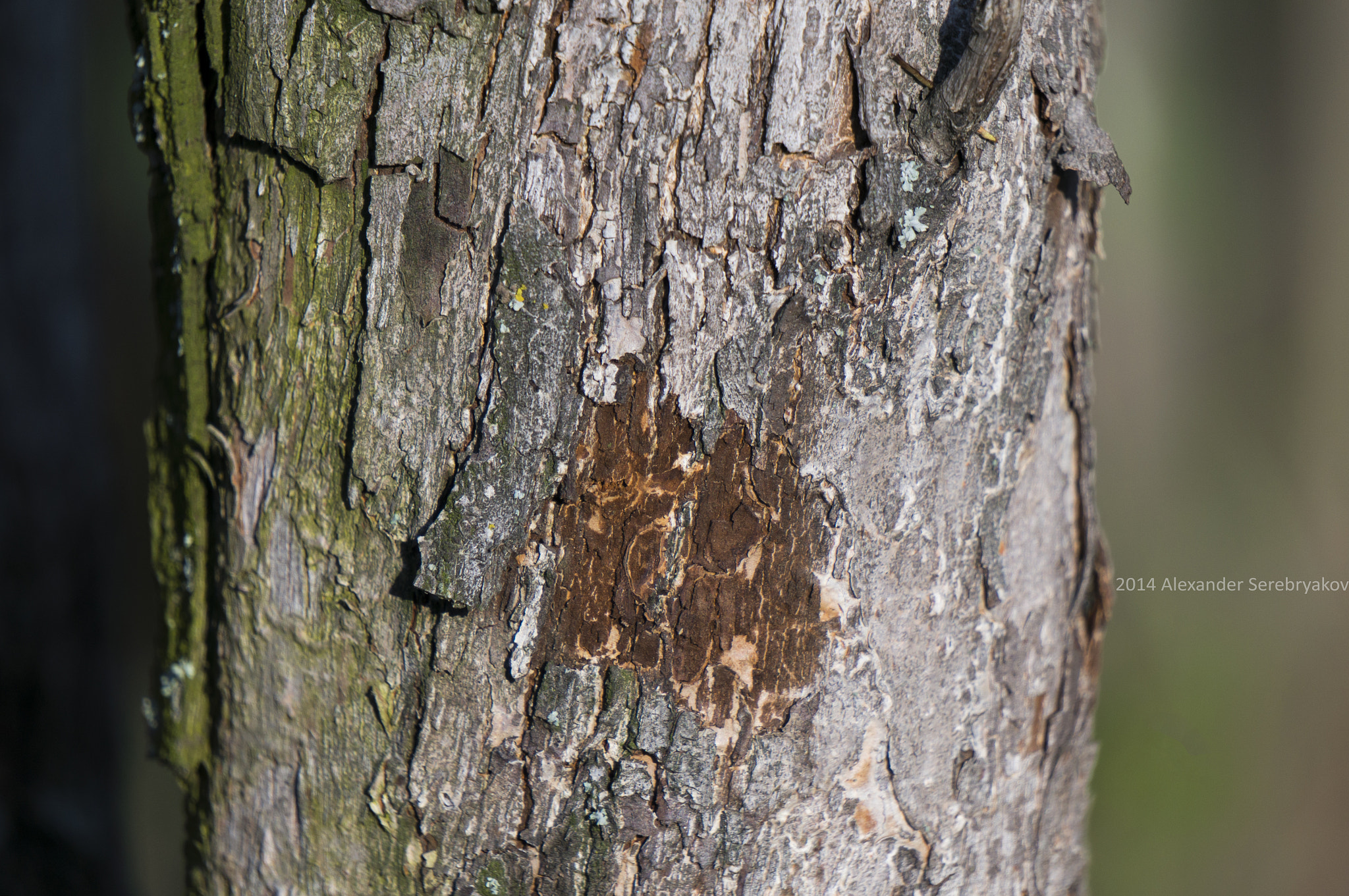 Sony Alpha NEX-5R + Sony E 55-210mm F4.5-6.3 OSS sample photo. Wood photography
