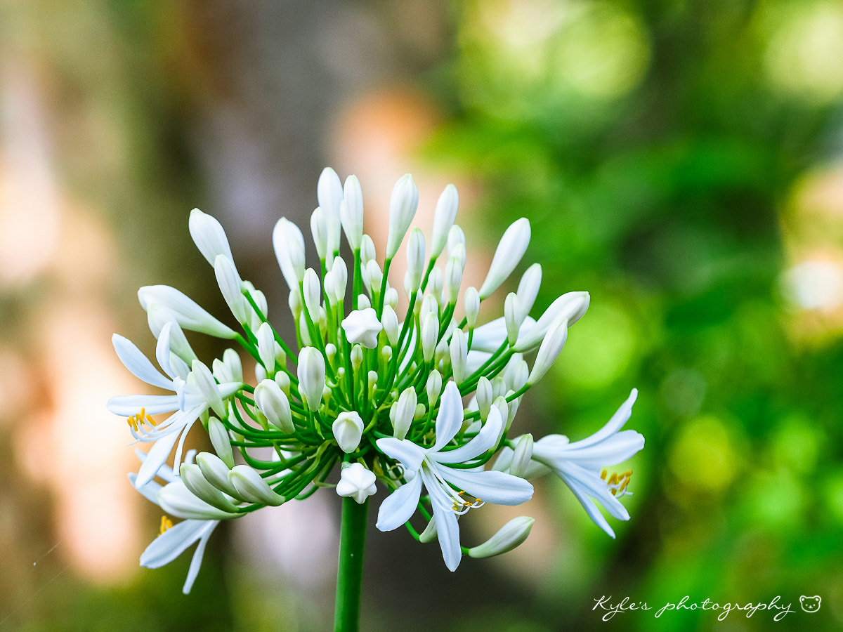 Olympus OM-D E-M1 + Sigma 150mm F2.8 EX DG Macro HSM sample photo. Agapanthus photography