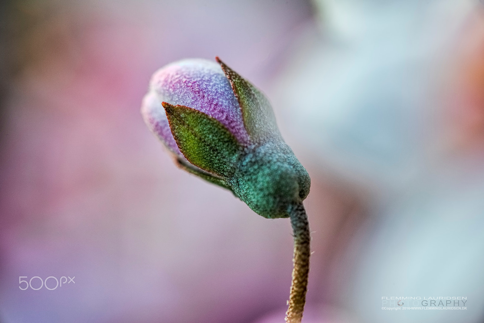 Sigma 150mm F2.8 EX DG OS Macro HSM sample photo. Flower bud photography