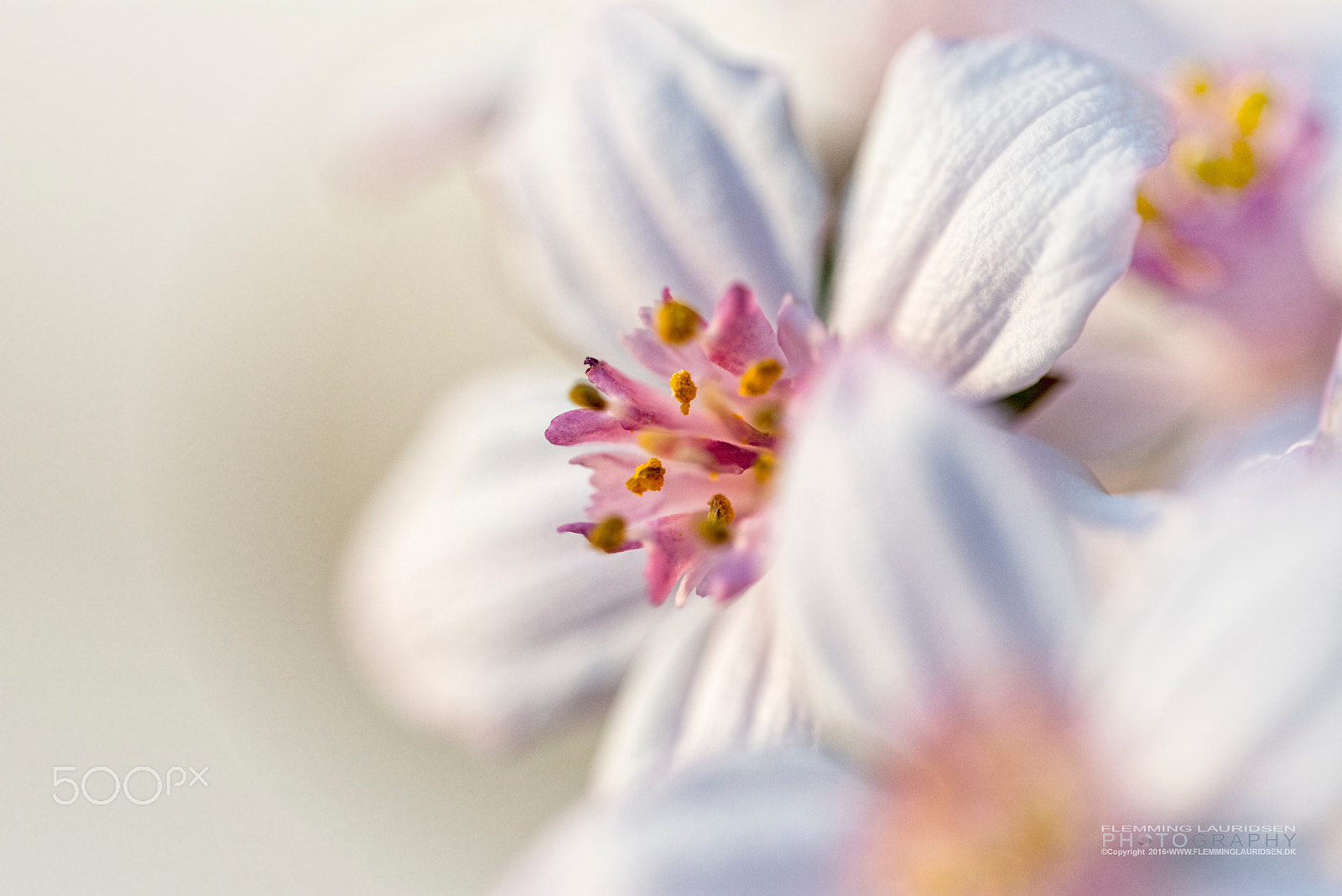 Sigma 150mm F2.8 EX DG OS Macro HSM sample photo. Soft flowers photography