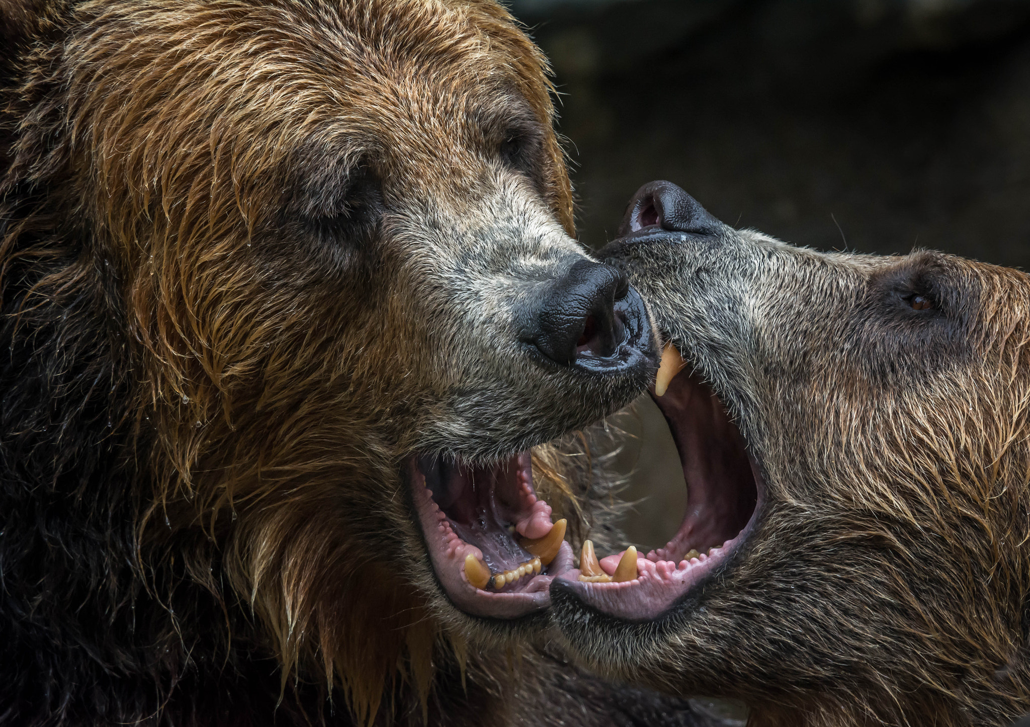 Nikon Nikkor AF-S 300mm F4E PF ED VR sample photo. Grizzly bear brotherhood photography