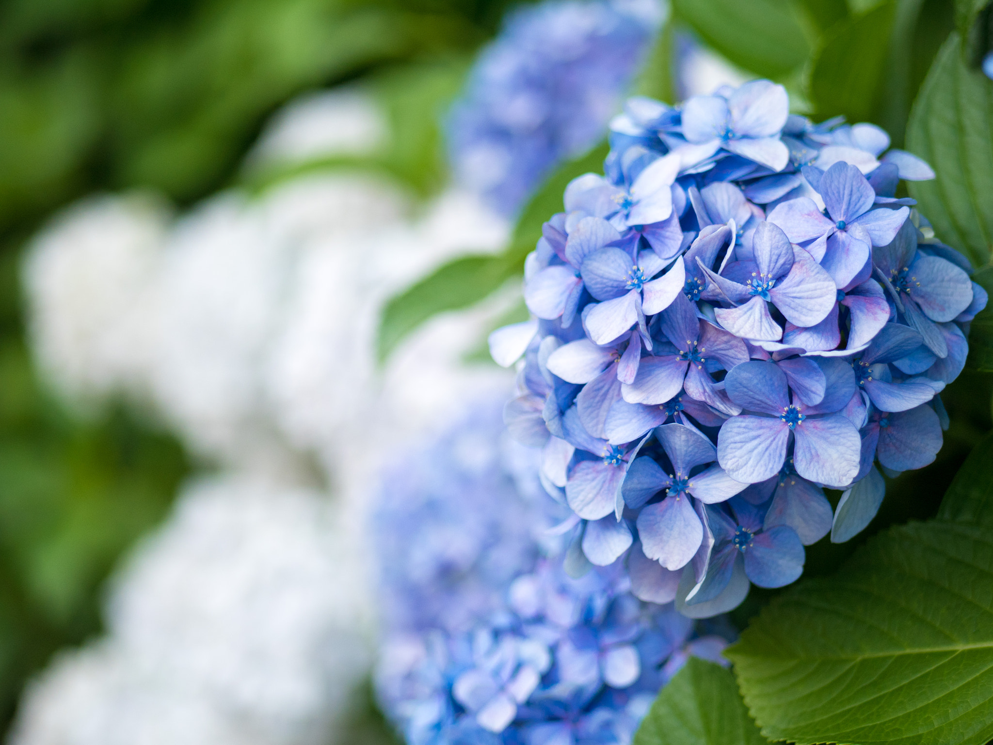 Panasonic Lumix G 42.5mm F1.7 ASPH Power OIS sample photo. アジサイ photography