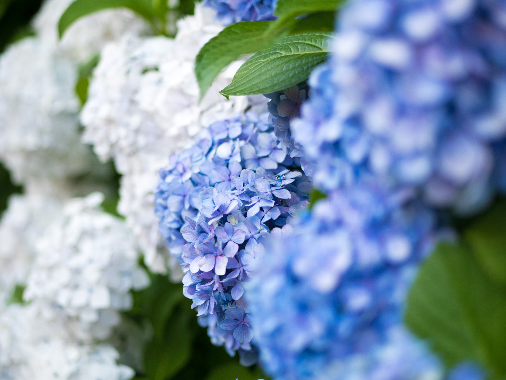 Panasonic Lumix G 42.5mm F1.7 ASPH Power OIS sample photo. アジサイ photography