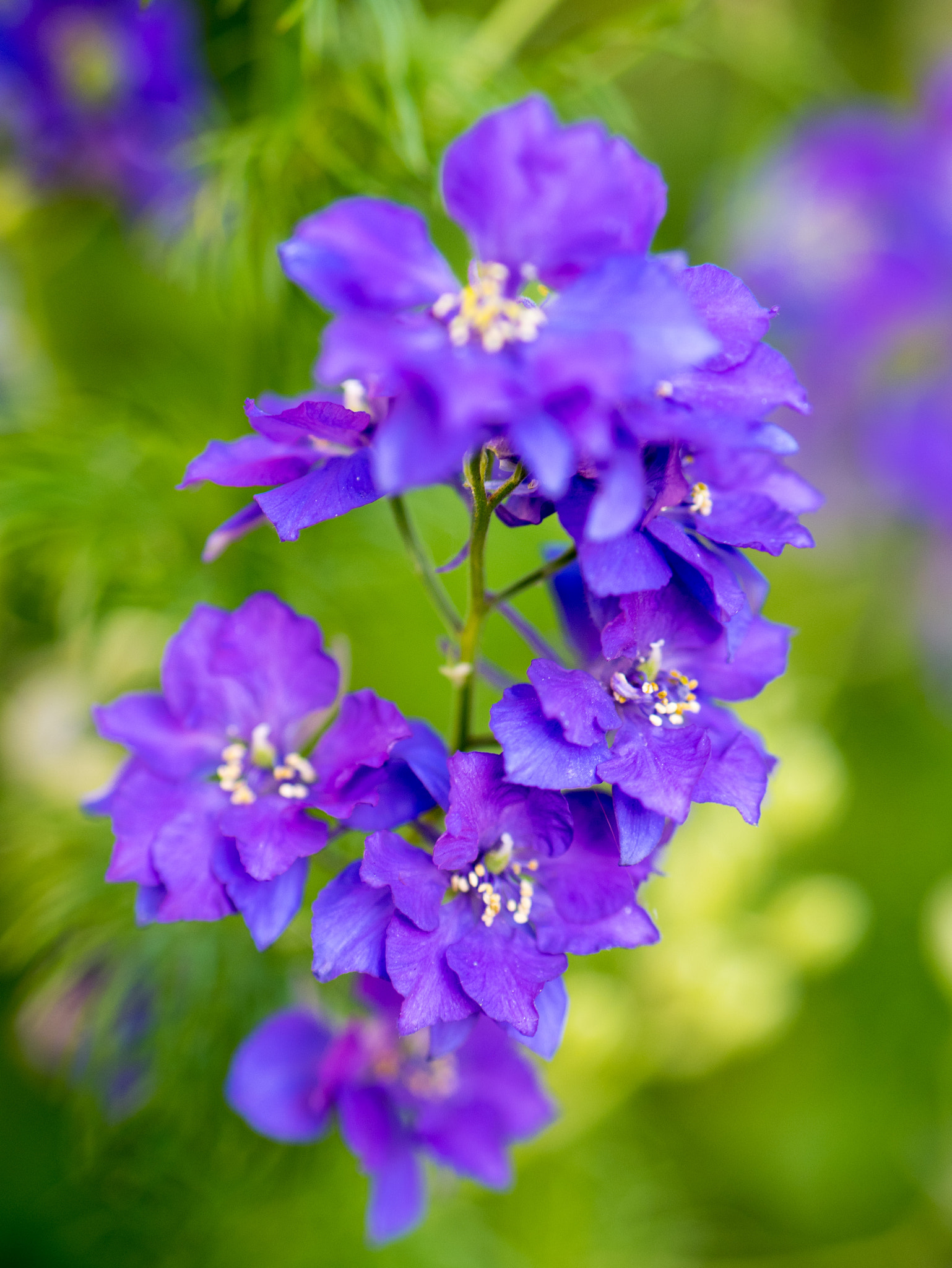 Panasonic Lumix G 42.5mm F1.7 ASPH Power OIS sample photo. アジサイ photography
