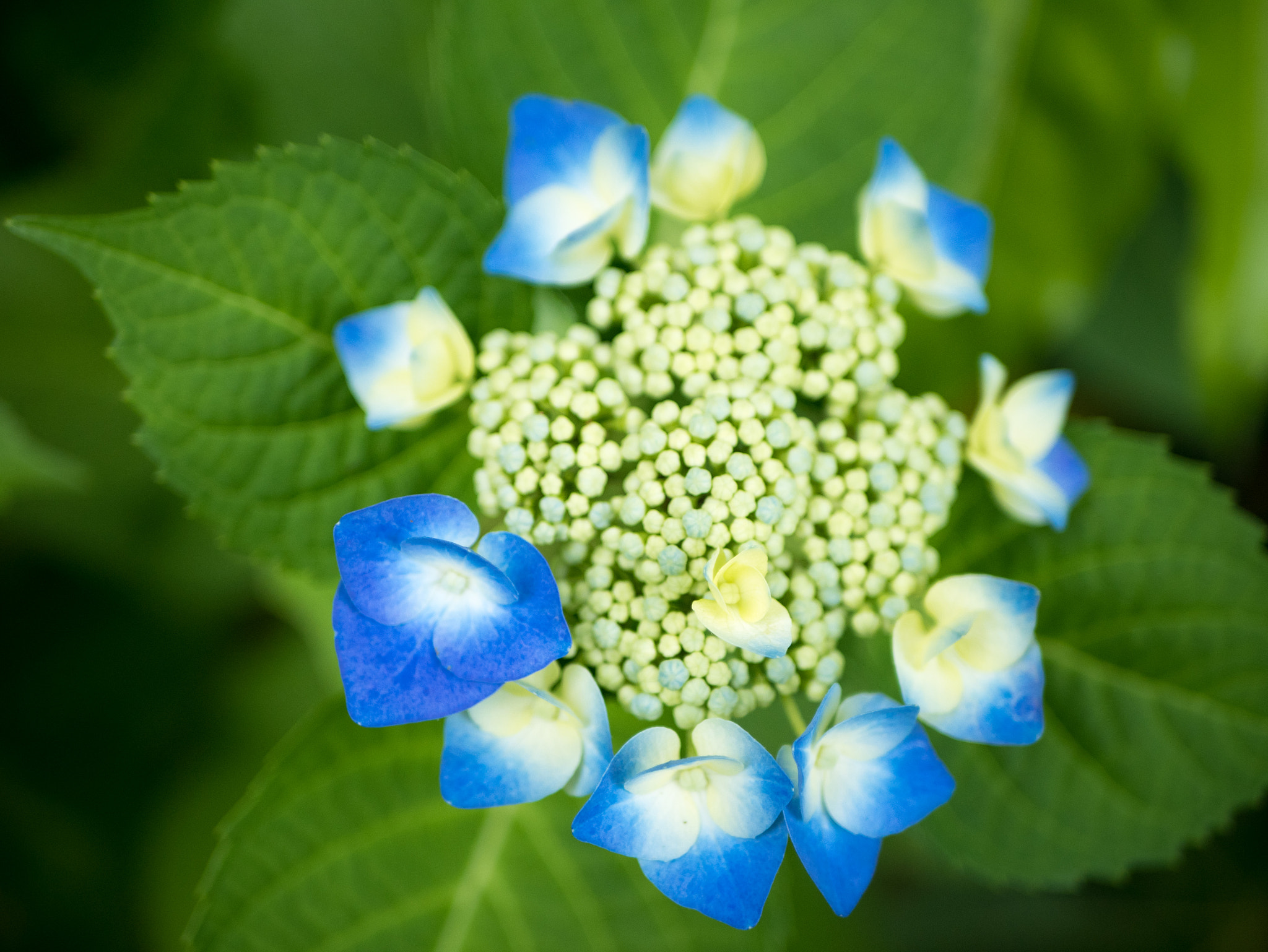 Panasonic Lumix DMC-GM5 + LUMIX G 25/F1.7 sample photo. アジサイ photography