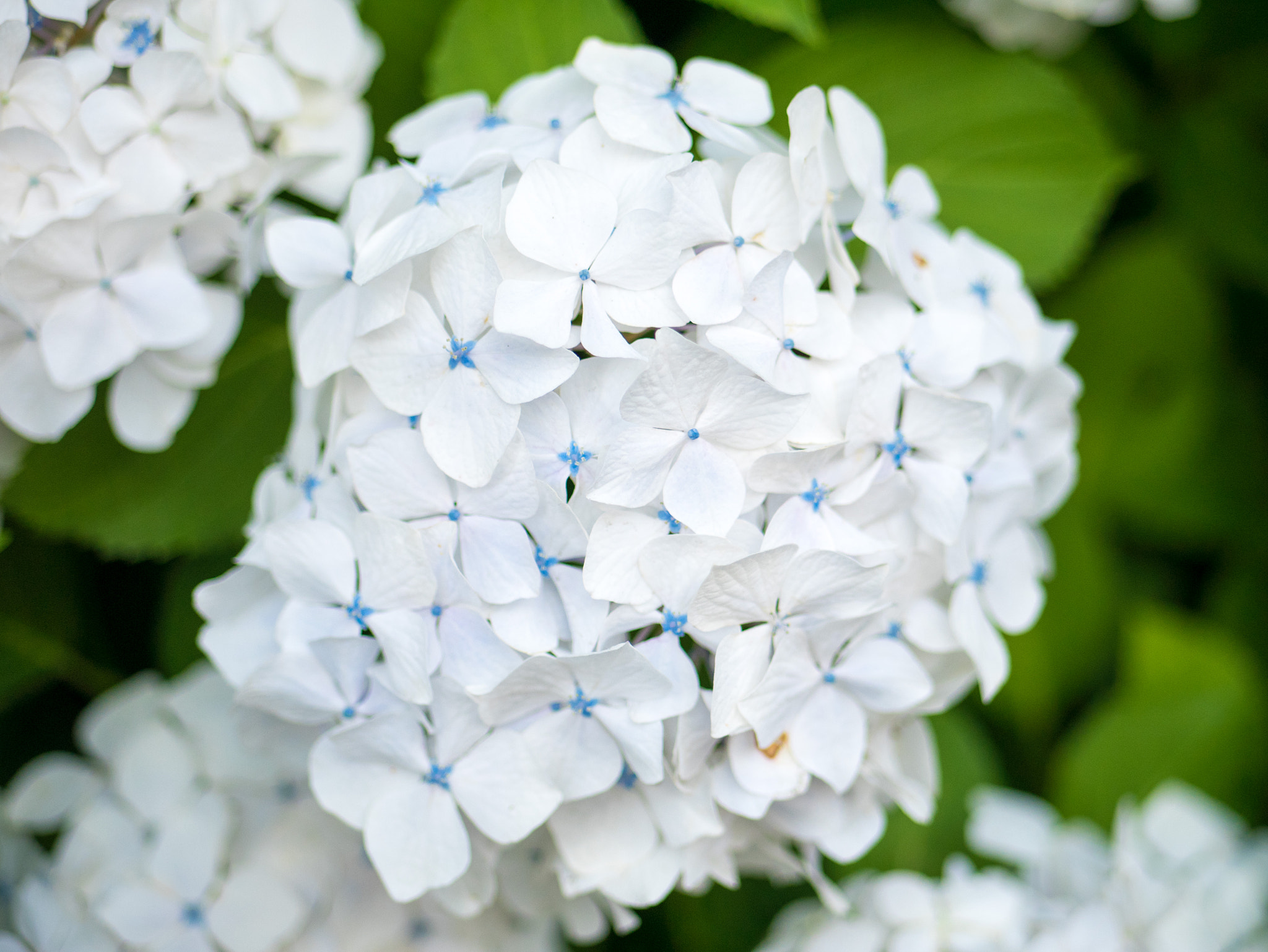 Panasonic Lumix G 42.5mm F1.7 ASPH Power OIS sample photo. アジサイ photography