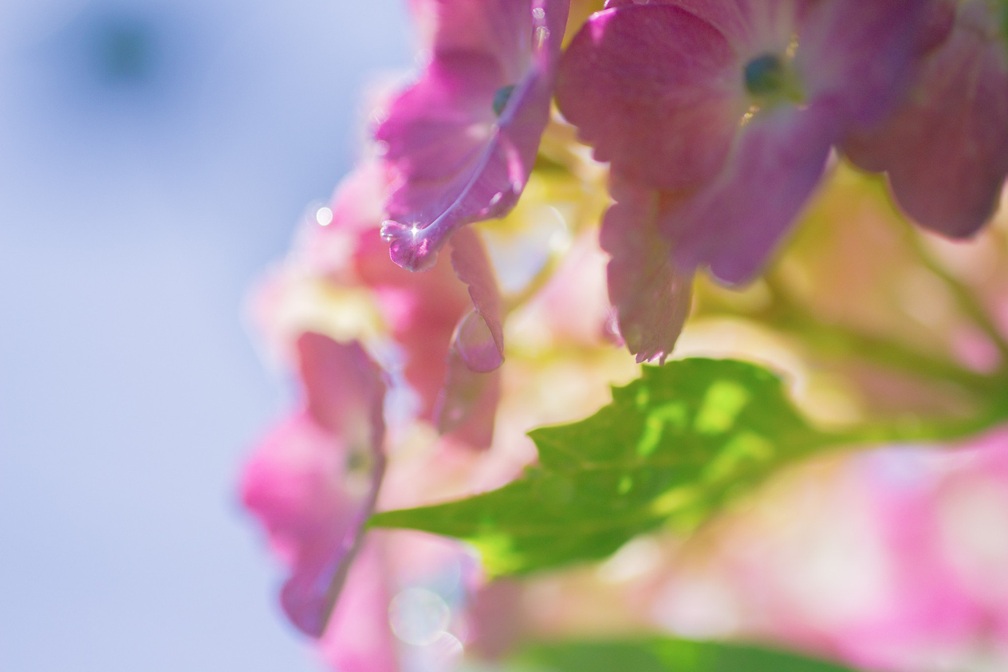 Canon EOS 700D (EOS Rebel T5i / EOS Kiss X7i) sample photo. Hydrangea drop photography