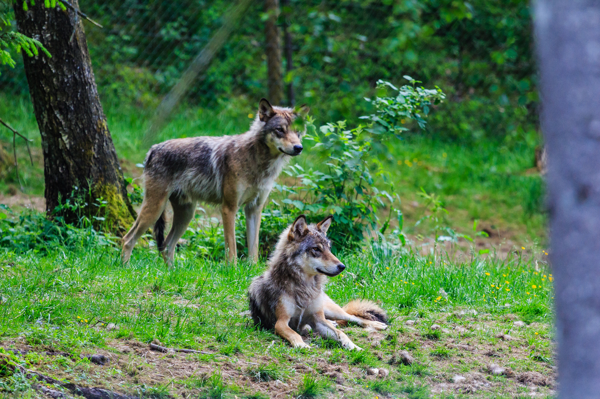 Canon EF 100-400mm F4.5-5.6L IS USM sample photo. Wolves photography