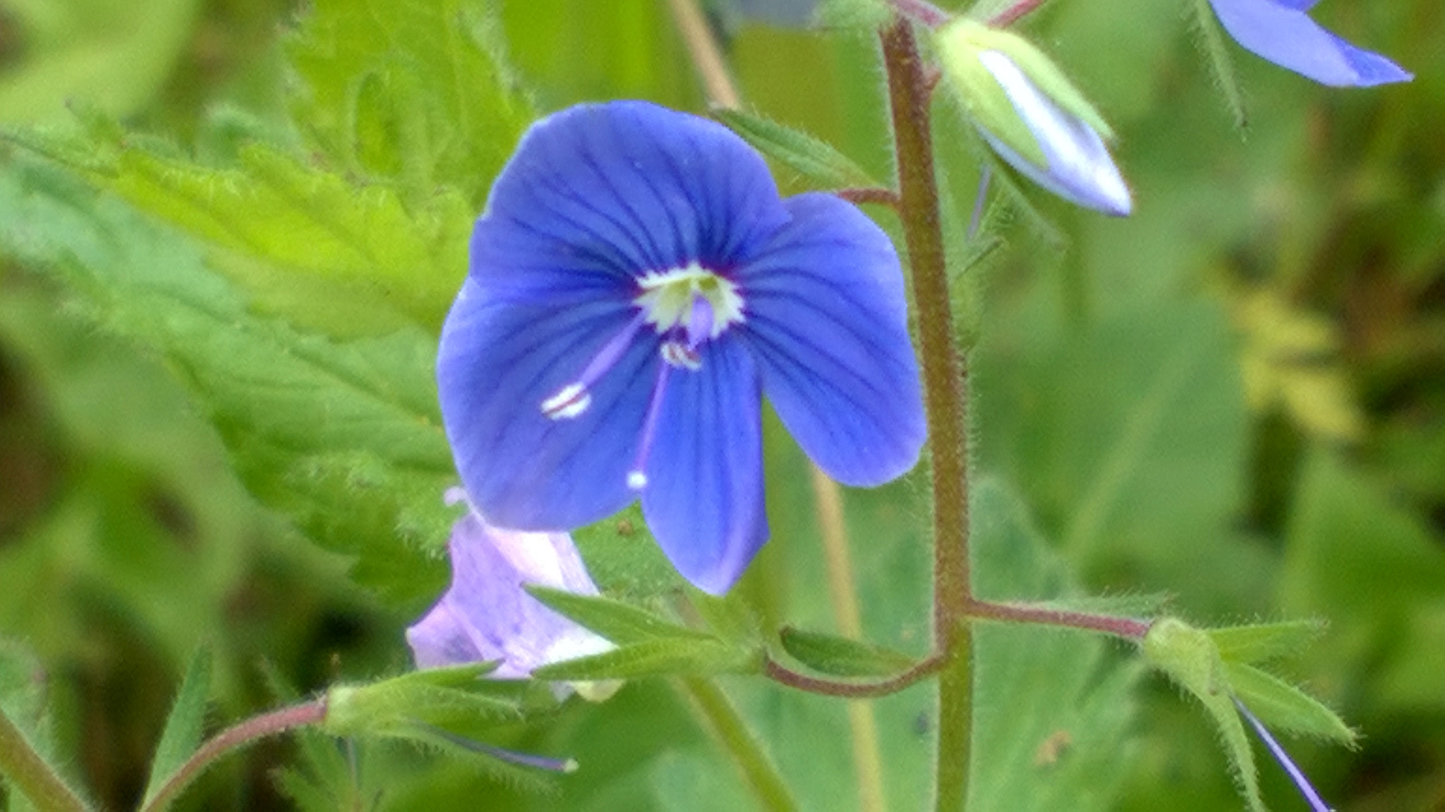 Nokia Lumia 730 Dual SIM sample photo. Blue  photography