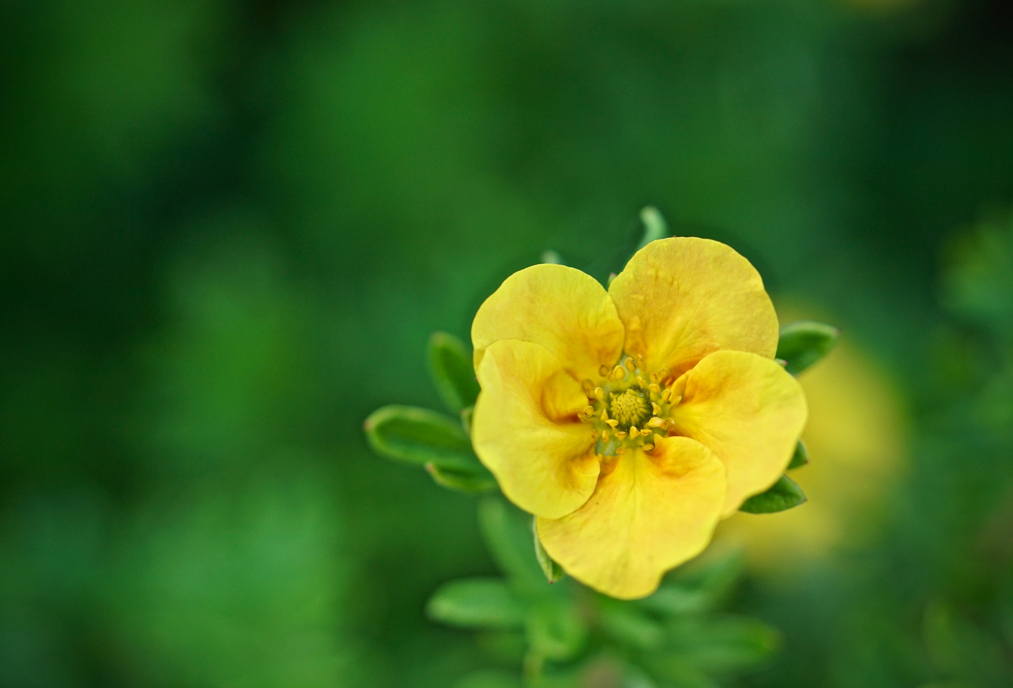 Sony a7R II + Sony FE 90mm F2.8 Macro G OSS sample photo. Dsc05528.jpg photography
