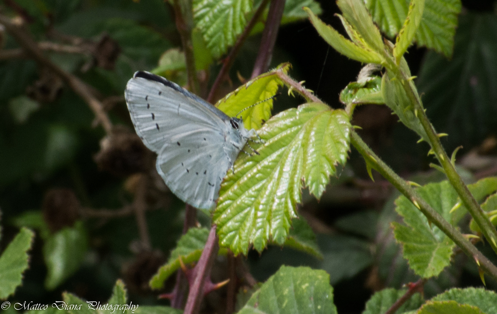 Pentax K-5 sample photo. _igp0702.jpg photography