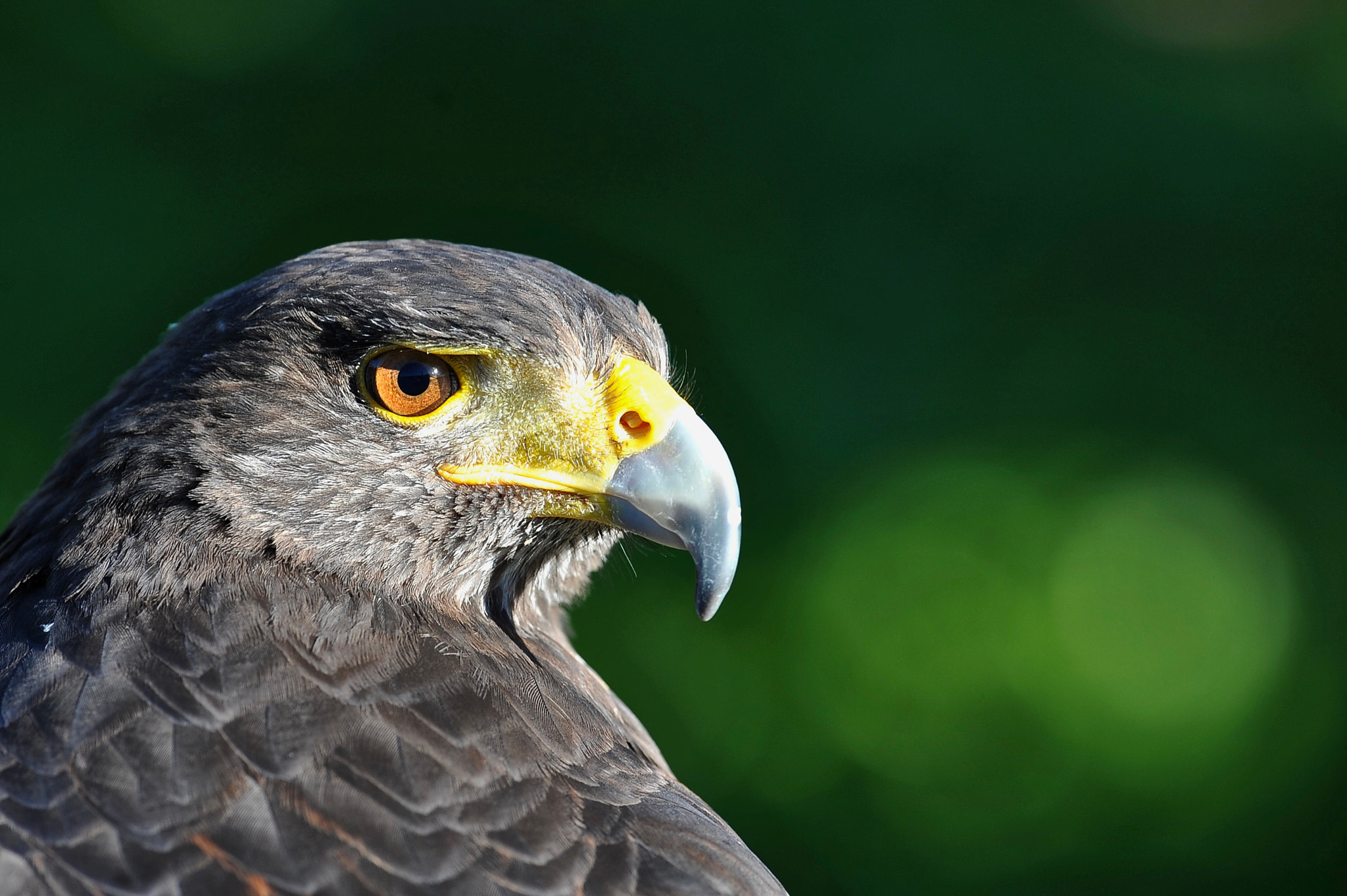 Nikon AF-S Nikkor 300mm F2.8G ED-IF VR sample photo. Royal eye photography