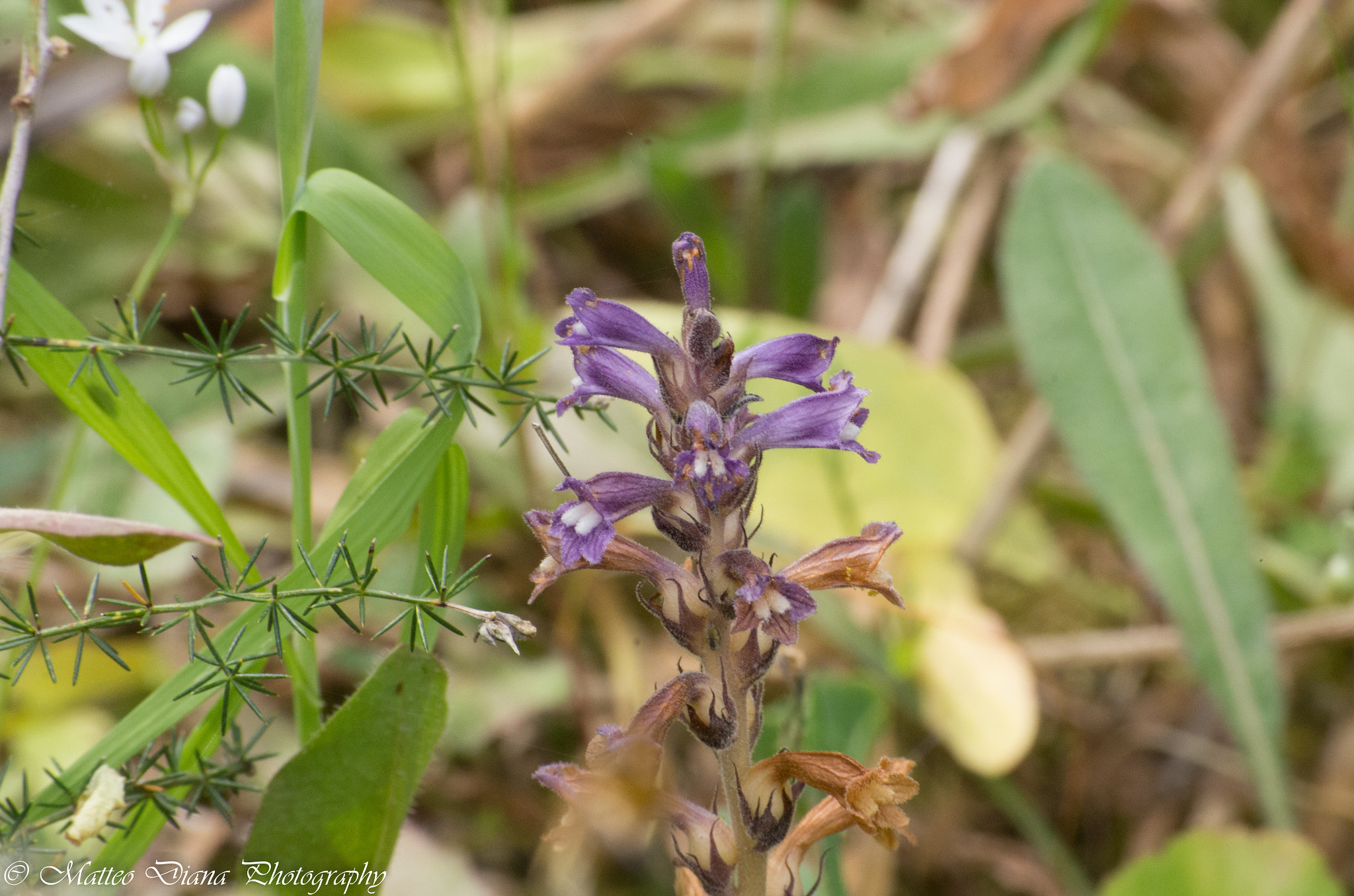 Pentax K-5 sample photo. _igp0711.jpg photography