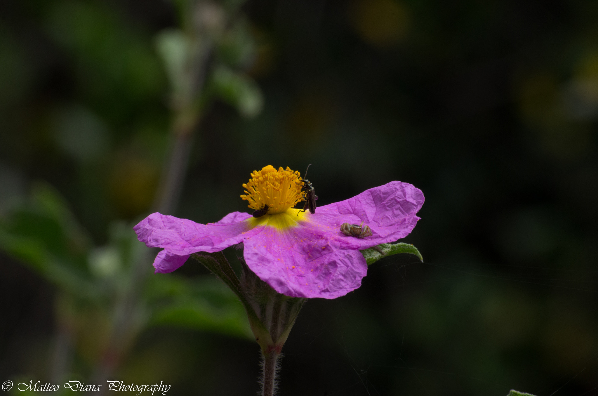 smc PENTAX-DA L 50-200mm F4-5.6 ED sample photo. _igp0722.jpg photography
