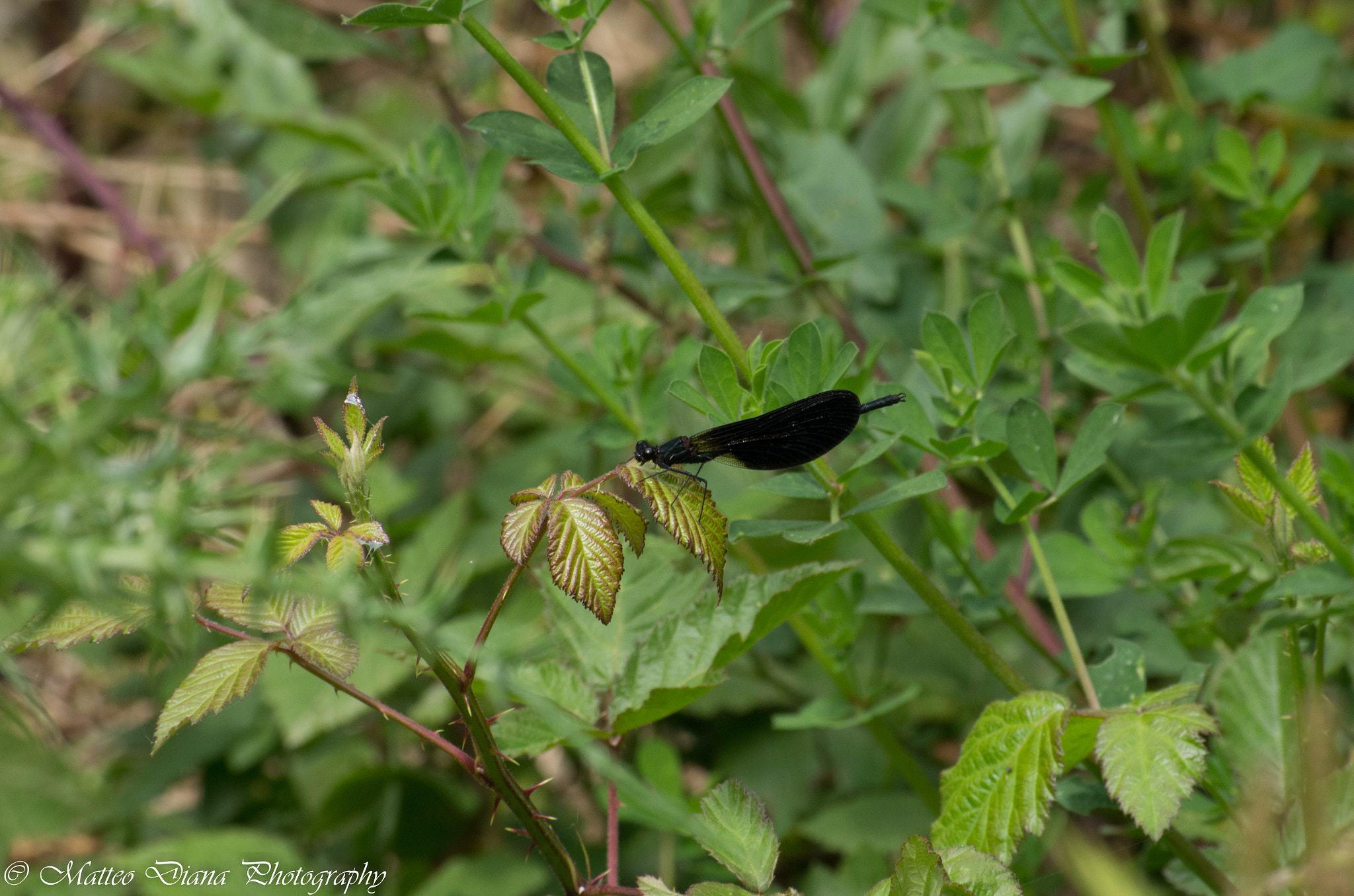 Pentax K-5 sample photo. _igp0742.jpg photography