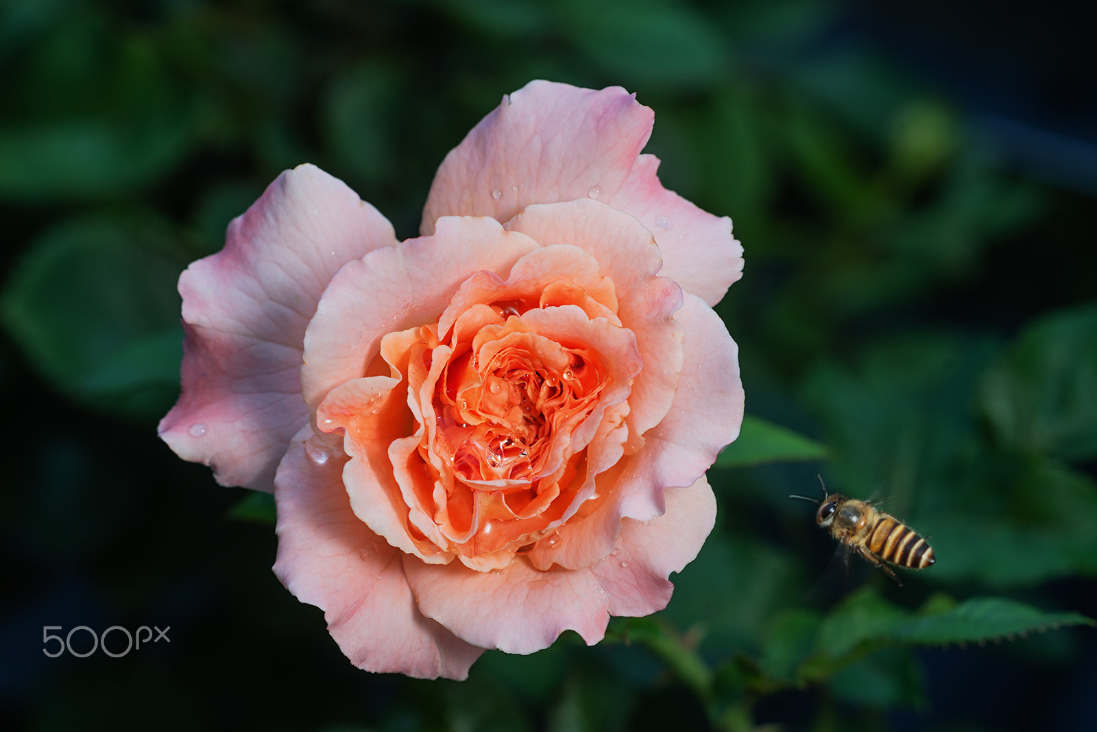 Sony a99 II + Sony 100mm F2.8 Macro sample photo. Augusta louise photography