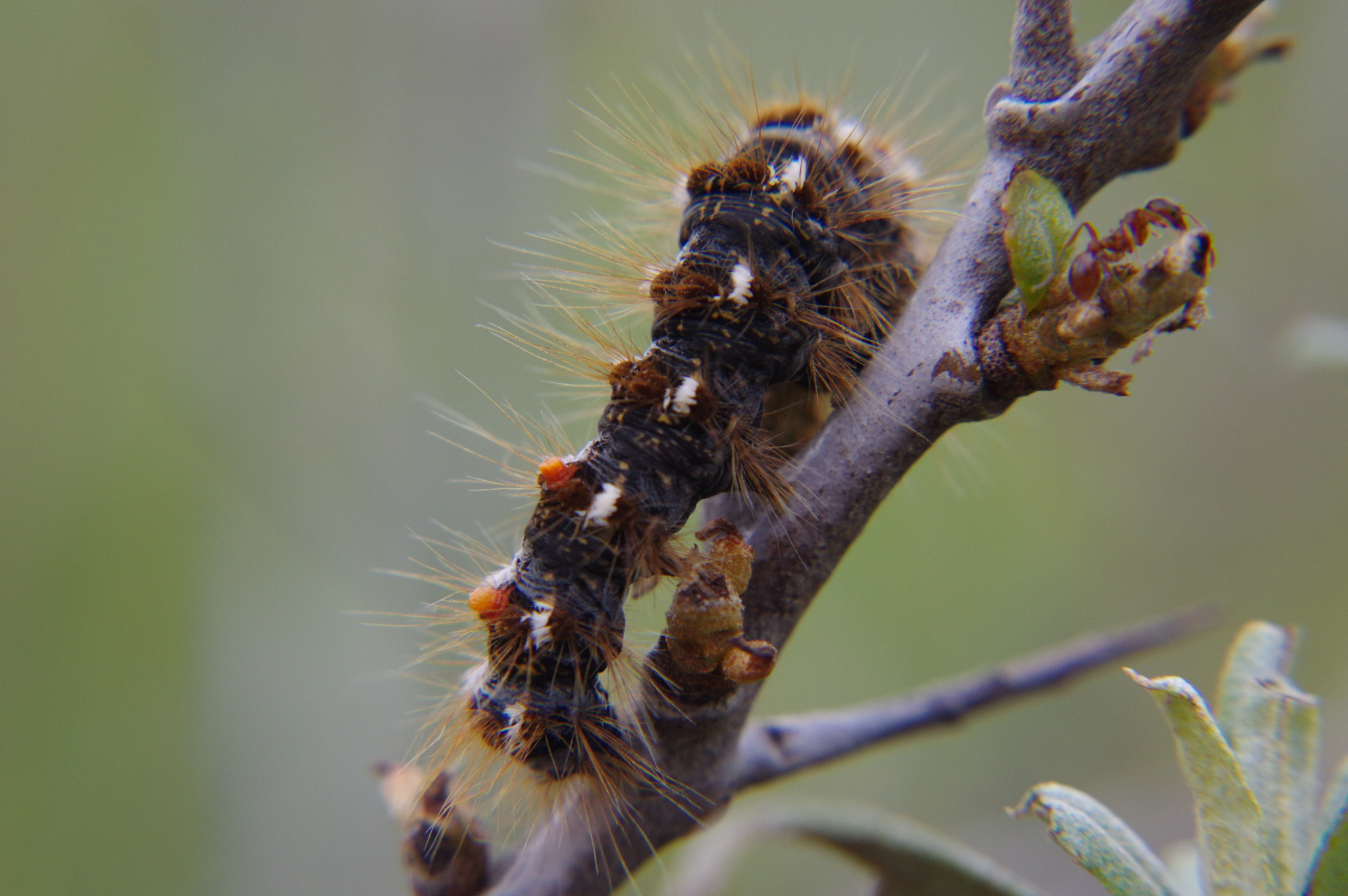 smc PENTAX-DA L 50-200mm F4-5.6 ED sample photo. Brown tail moth caterpillar photography