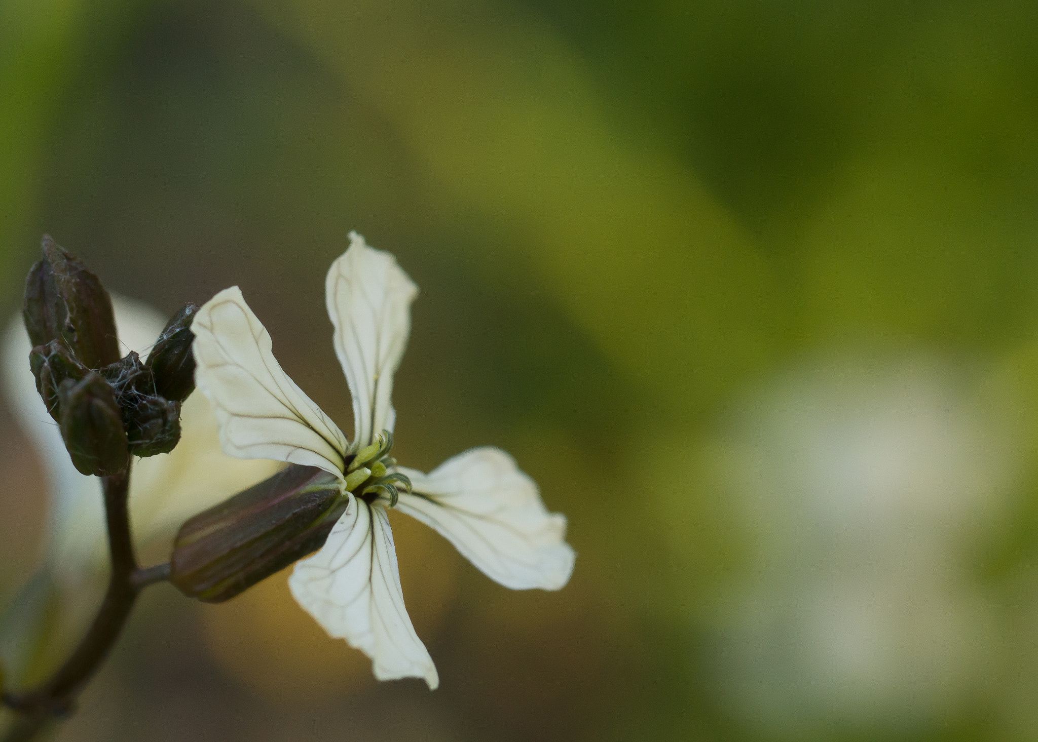Sony SLT-A65 (SLT-A65V) sample photo. Bloem photography