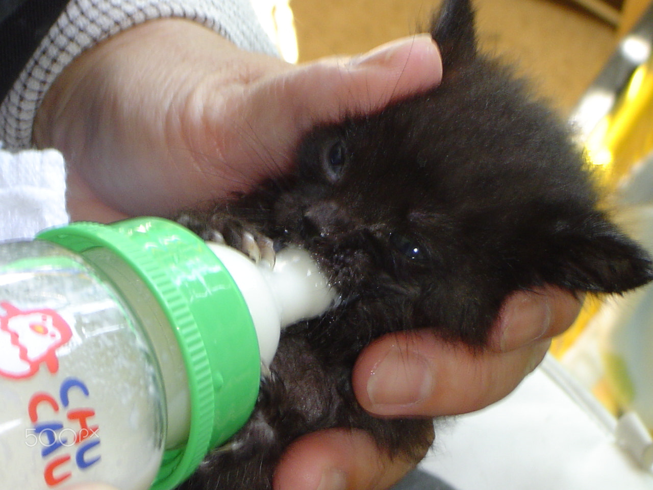 Sony DSC-P8 sample photo. Milk drink baby cat   画像 photography